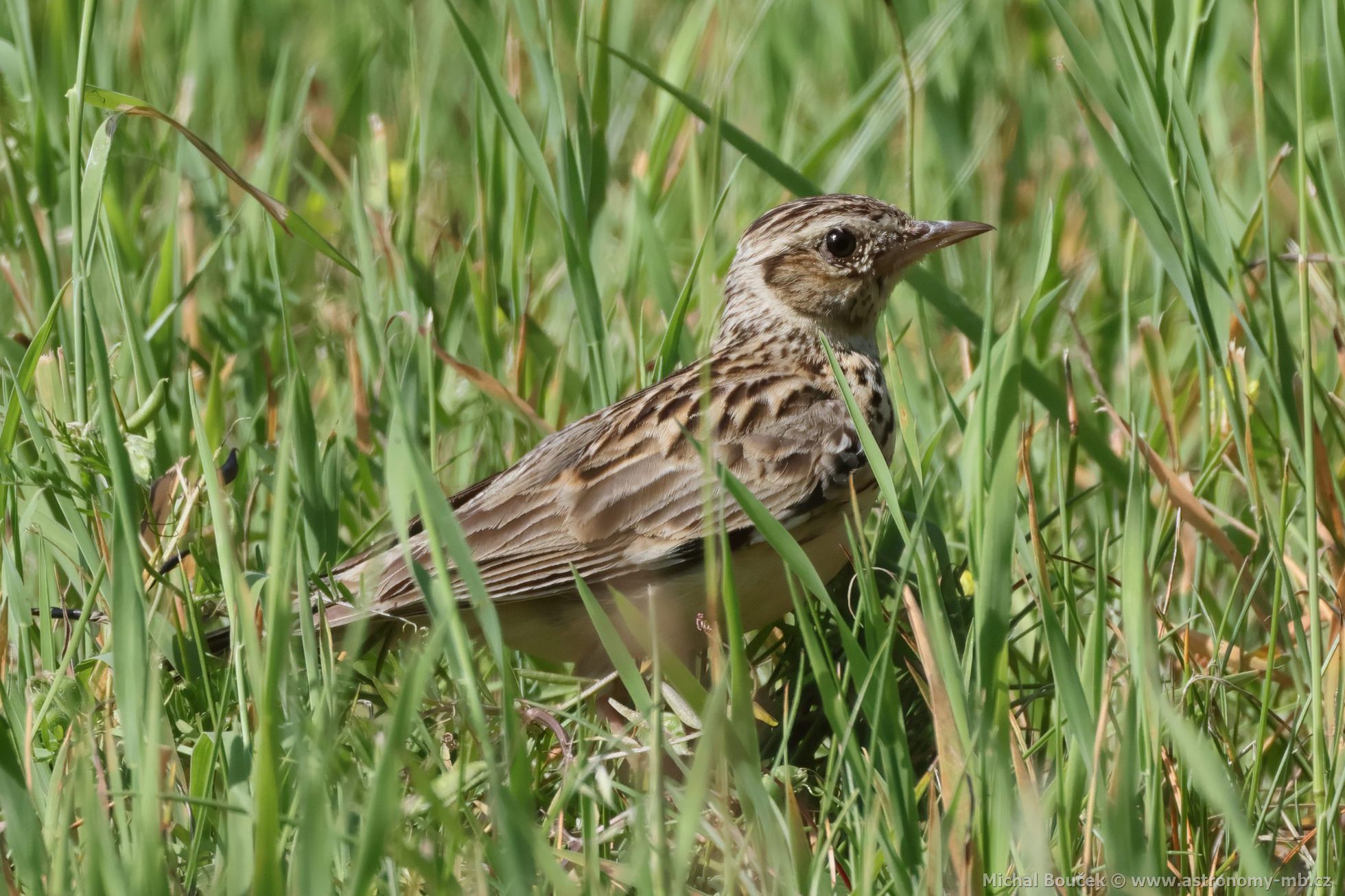 Skřivan lesní (Lullula arborea) Skřivan lesní (Lullula arborea)