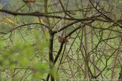 Sk�ivan poln&iacute; (Alauda arvensis)