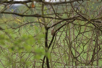 Sk�ivan poln&iacute; (Alauda arvensis)