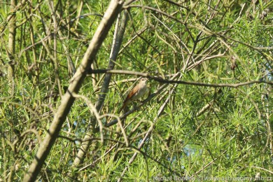 Sk�ivan poln&iacute; (Alauda arvensis)