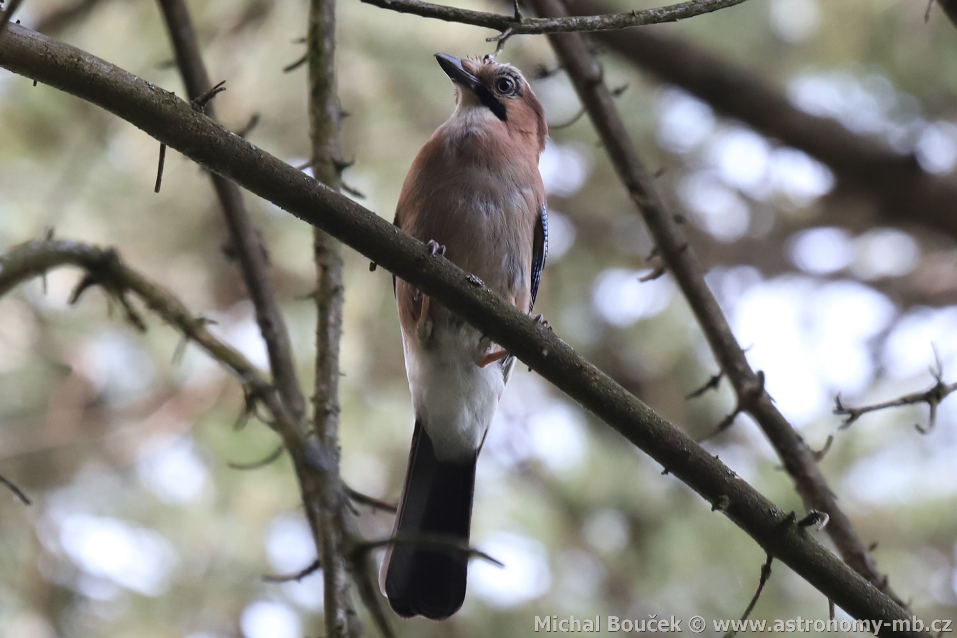 Sojka obecná (Garrulus glandarius)