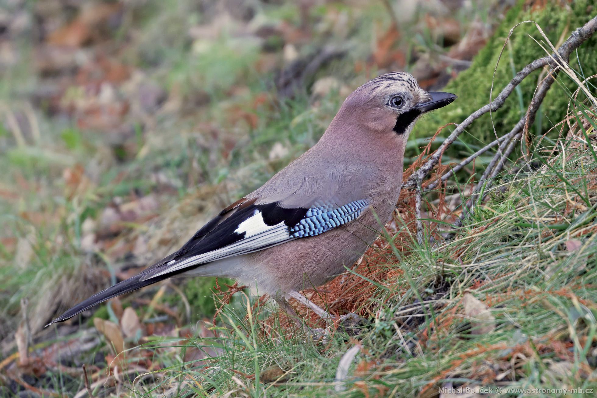 Sojka obecná (Garrulus glandarius)