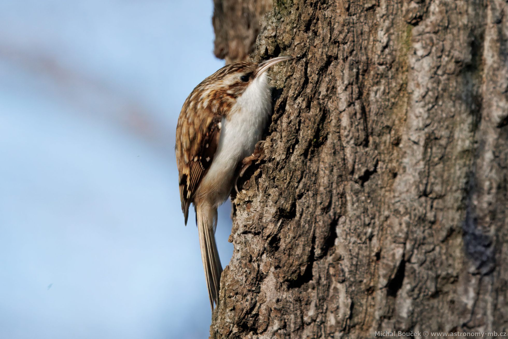 Šoupálek dlouhoprstý (Certhia familiaris) Šoupálek dlouhoprstý (Certhia familiaris)