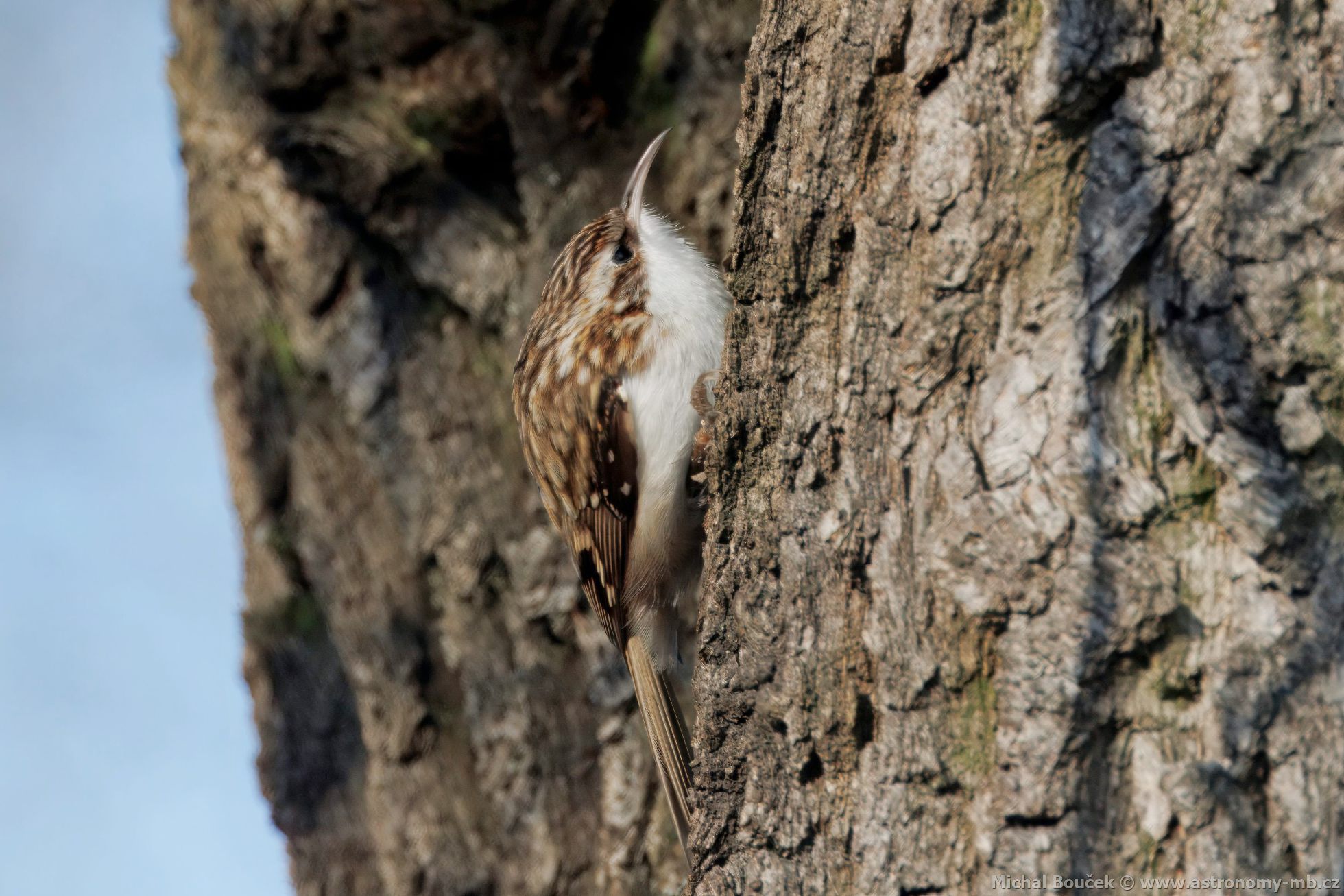 Šoupálek dlouhoprstý (Certhia familiaris) Šoupálek dlouhoprstý (Certhia familiaris)