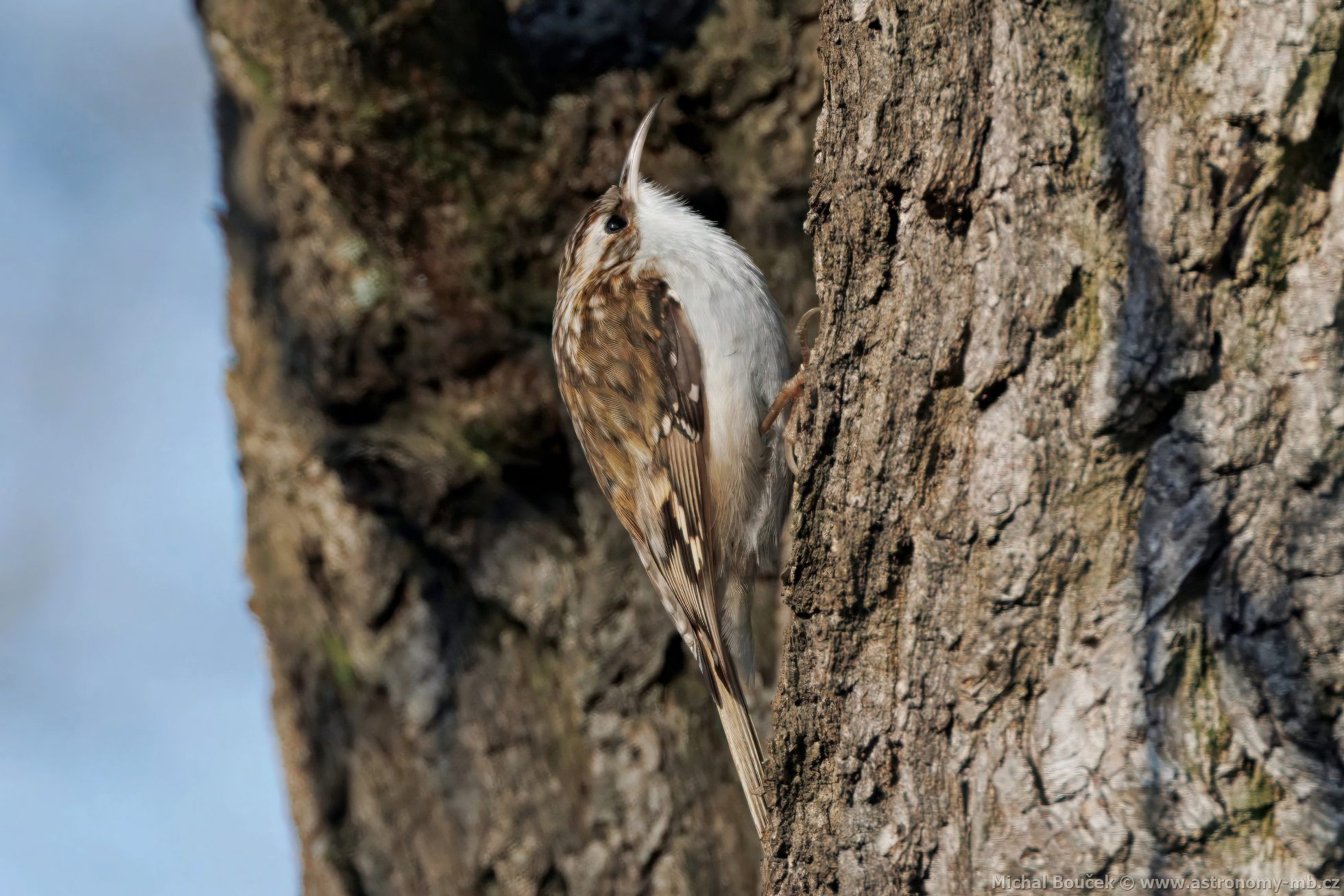 Šoupálek dlouhoprstý (Certhia familiaris) Šoupálek dlouhoprstý (Certhia familiaris)
