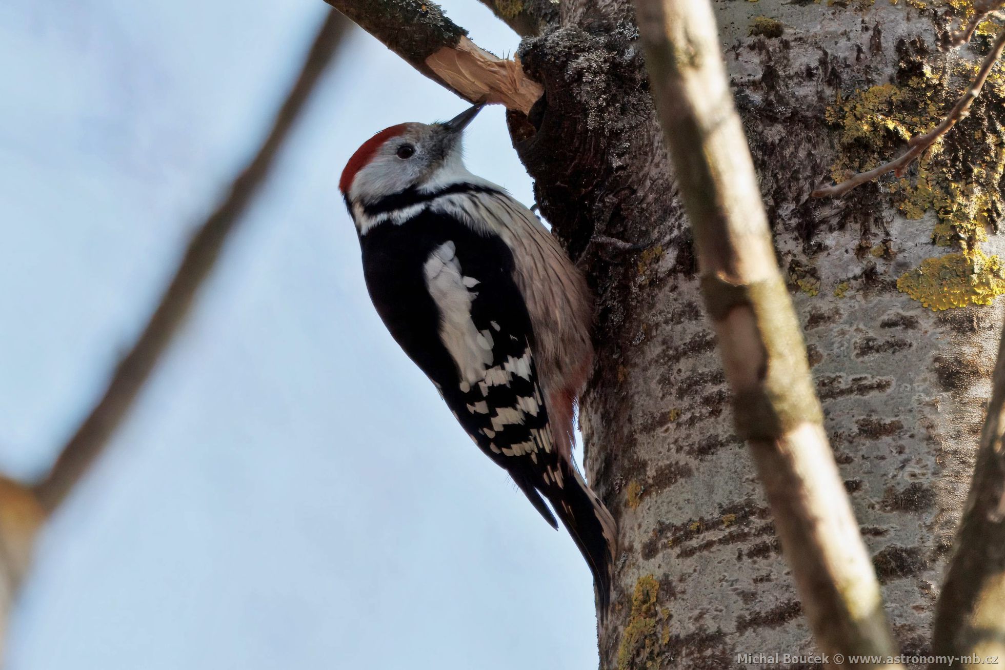 Strakapoud prostední (Dendrocopos medius)