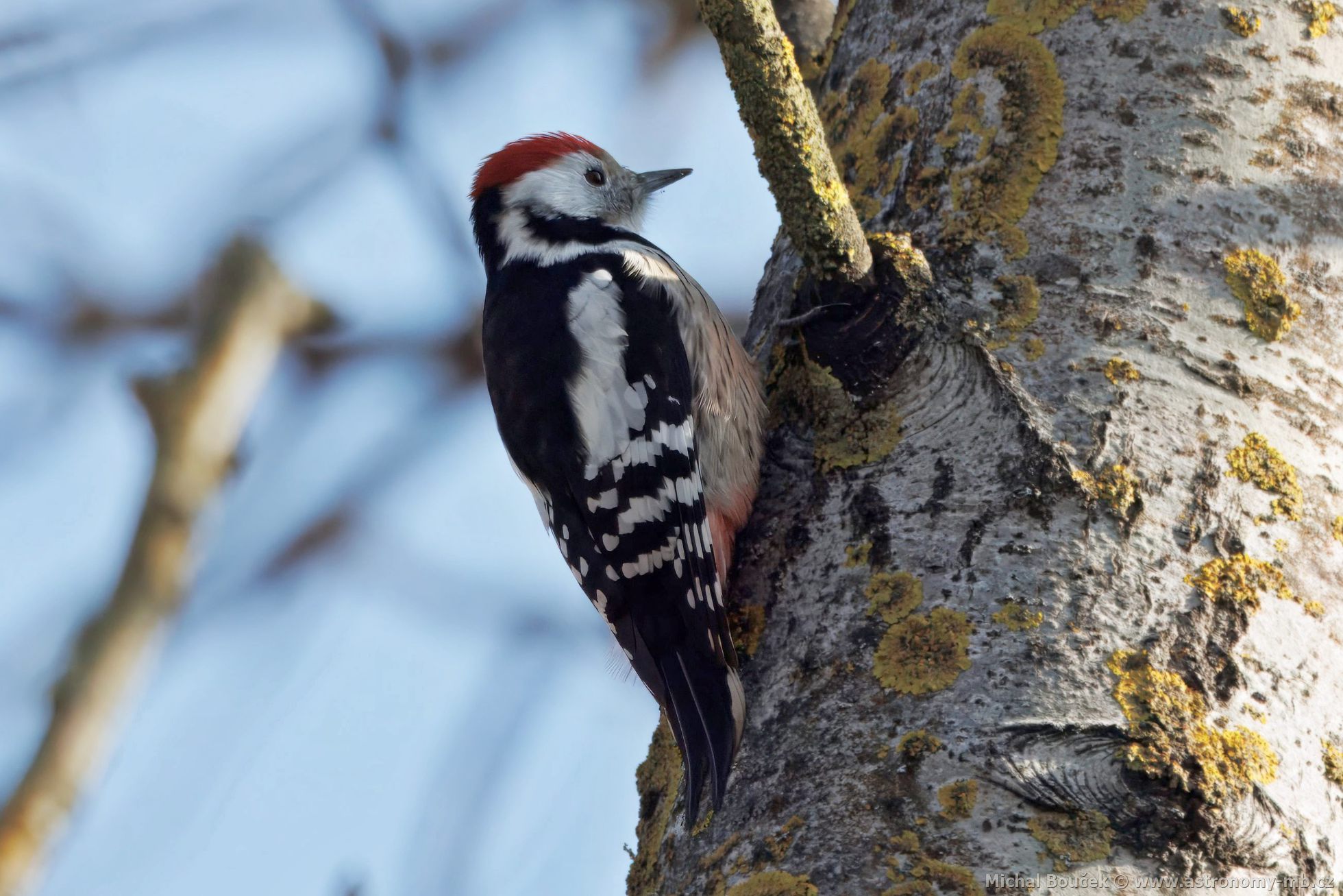 Strakapoud prostední (Dendrocopos medius)