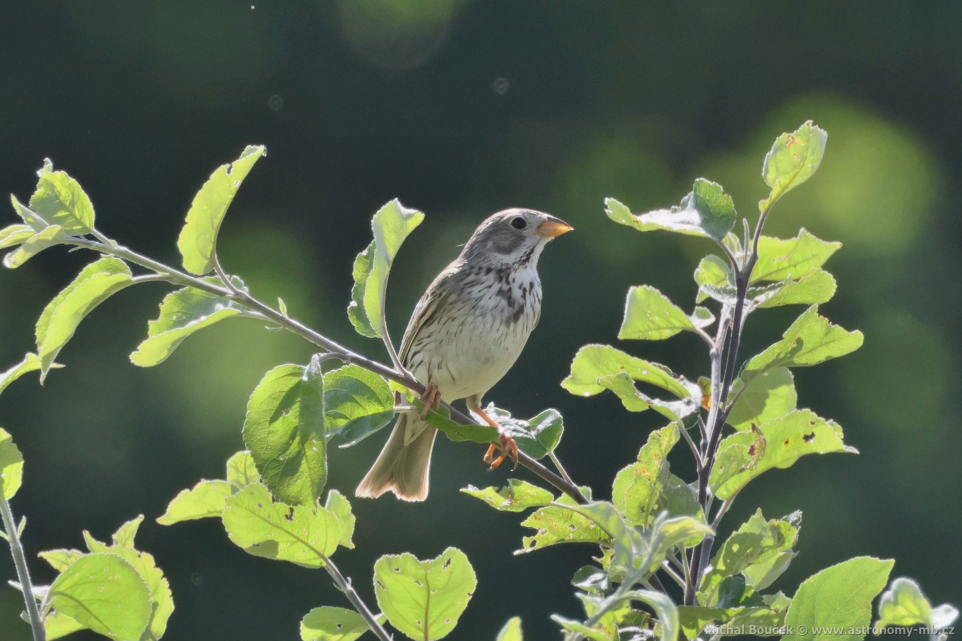 Strnad luční (Emberiza calandra) Strnad luční (Emberiza calandra)