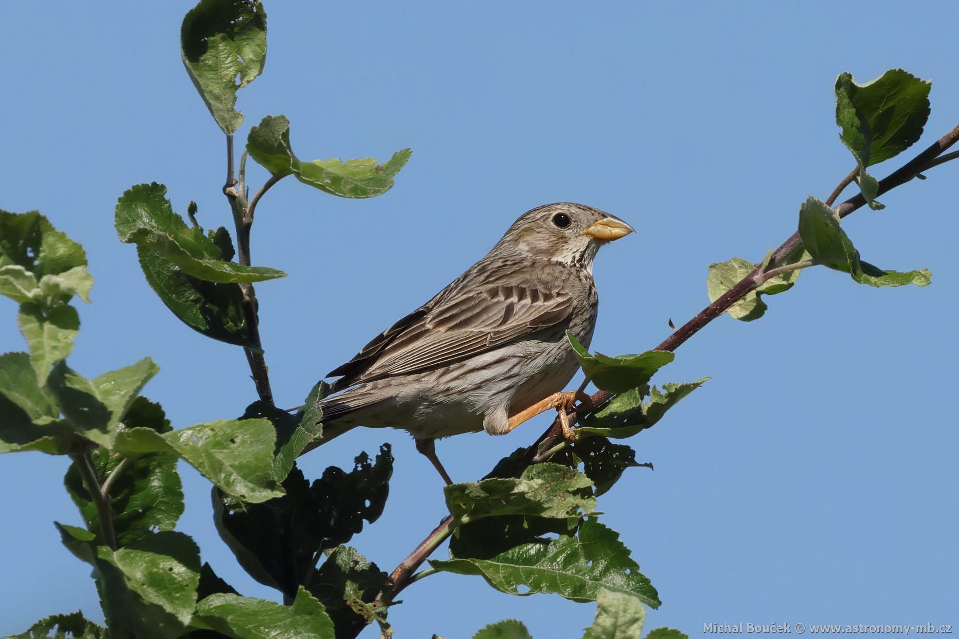 Strnad luční (Emberiza calandra) Strnad luční (Emberiza calandra)