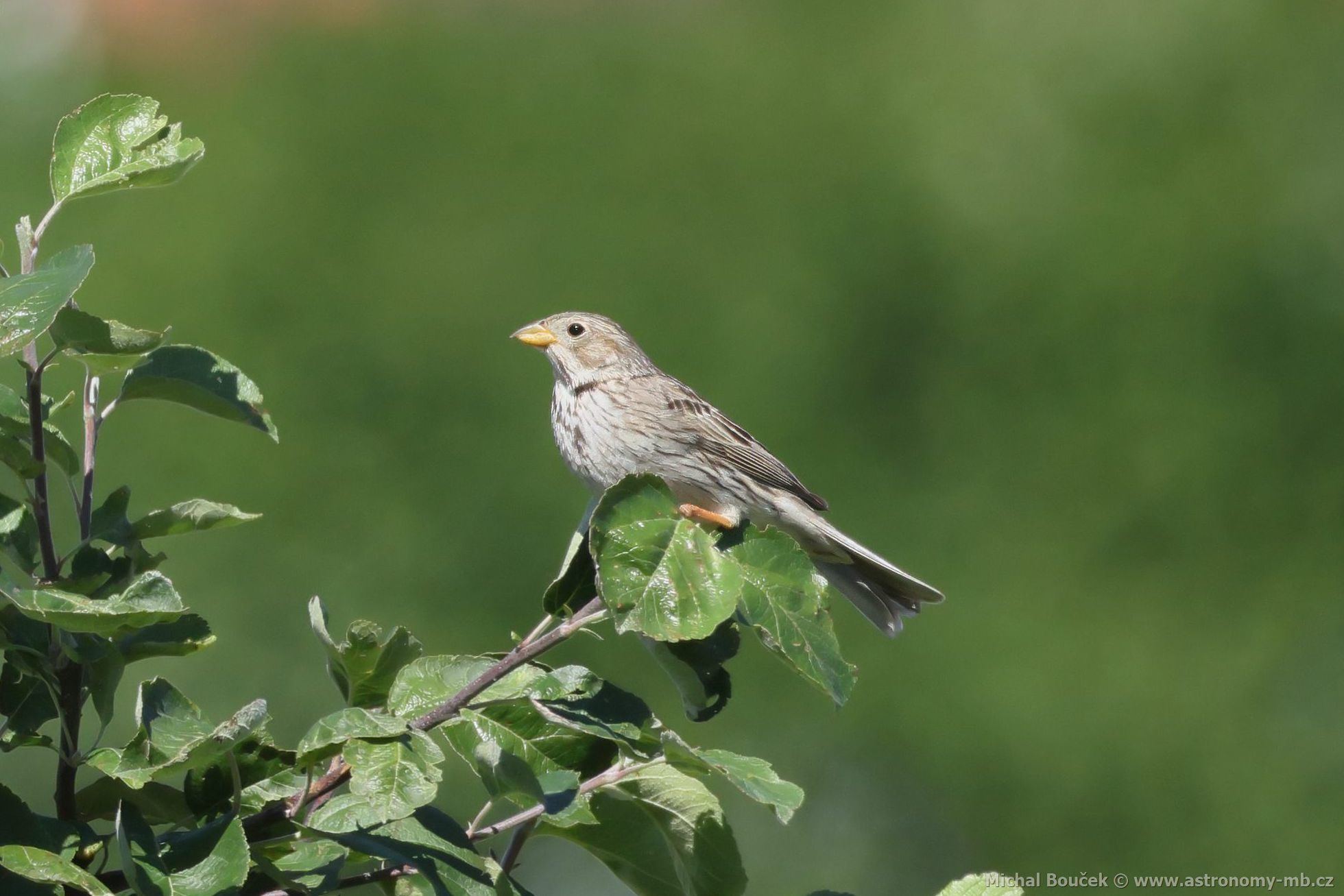Strnad luční (Emberiza calandra) Strnad luční (Emberiza calandra)