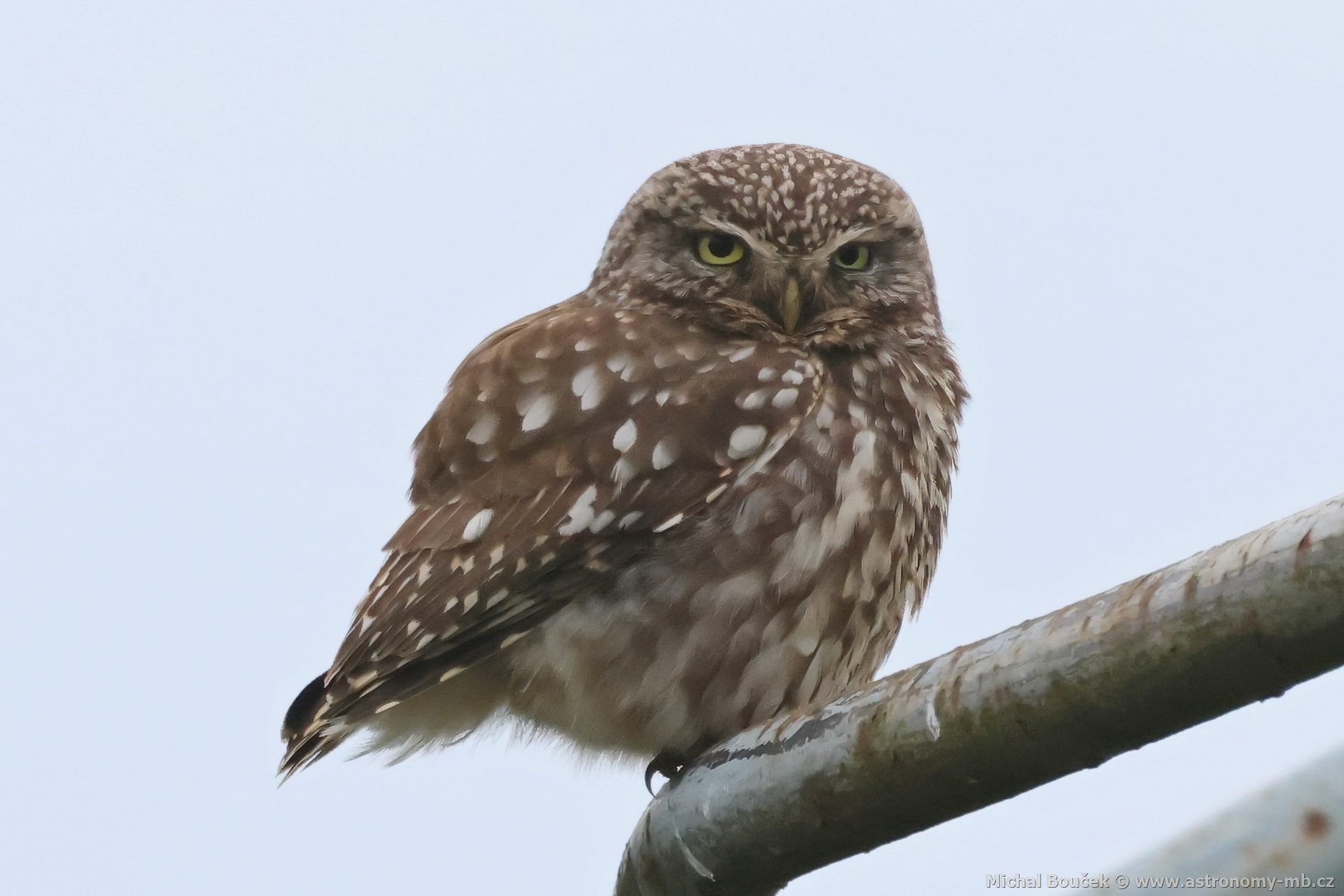 Sýek obecný (Athene noctua)