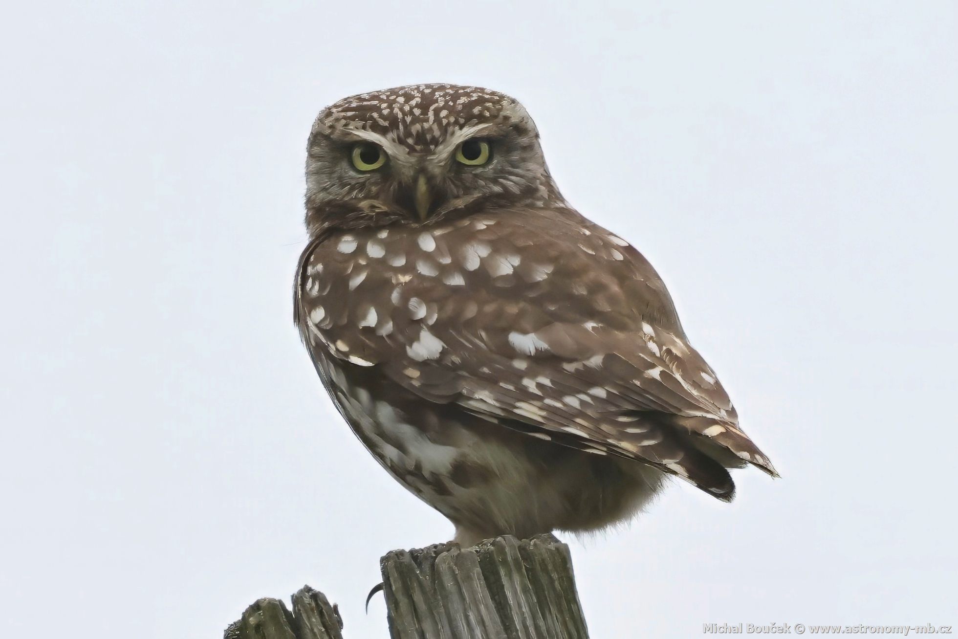 Sýek obecný (Athene noctua)