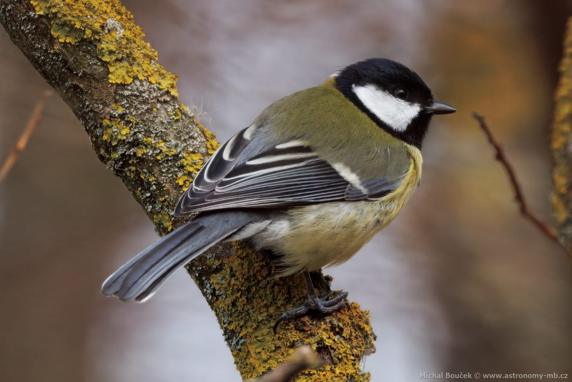 Sýkora koadra (Parus major)