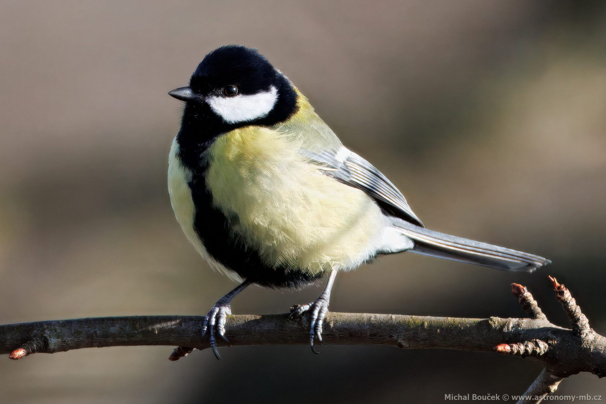 Sýkora koadra (Parus major)