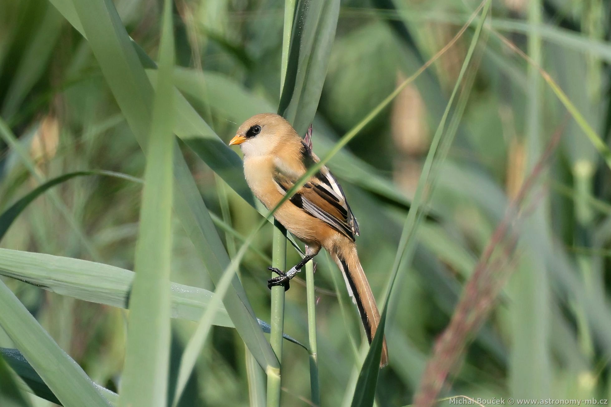 Sýkořice vousatá (Panurus biarmicus) Sýkořice vousatá (Panurus biarmicus)
