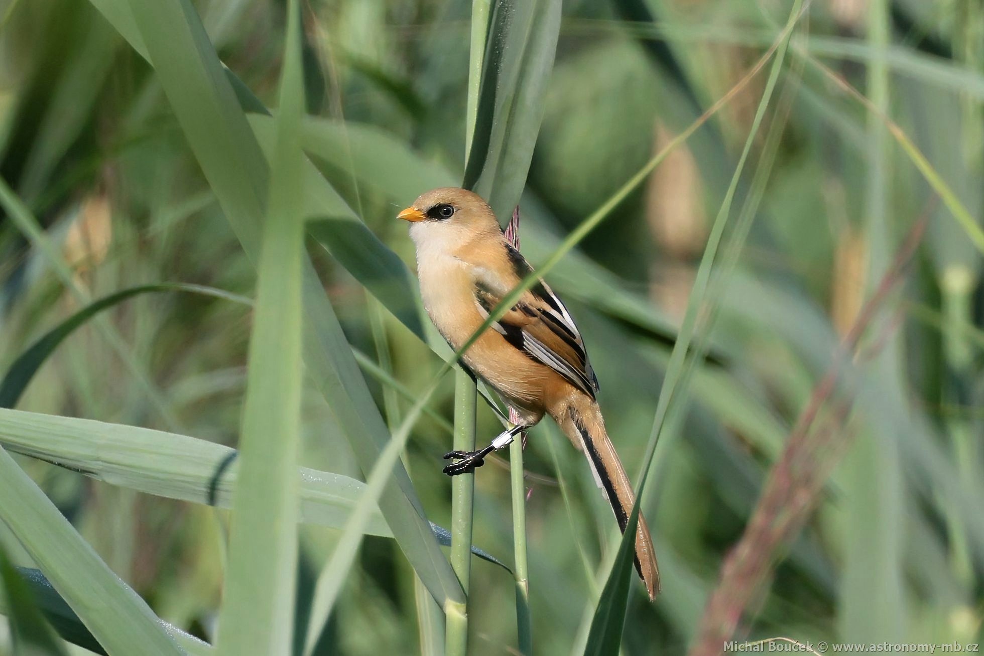 Sýkořice vousatá (Panurus biarmicus) Sýkořice vousatá (Panurus biarmicus)