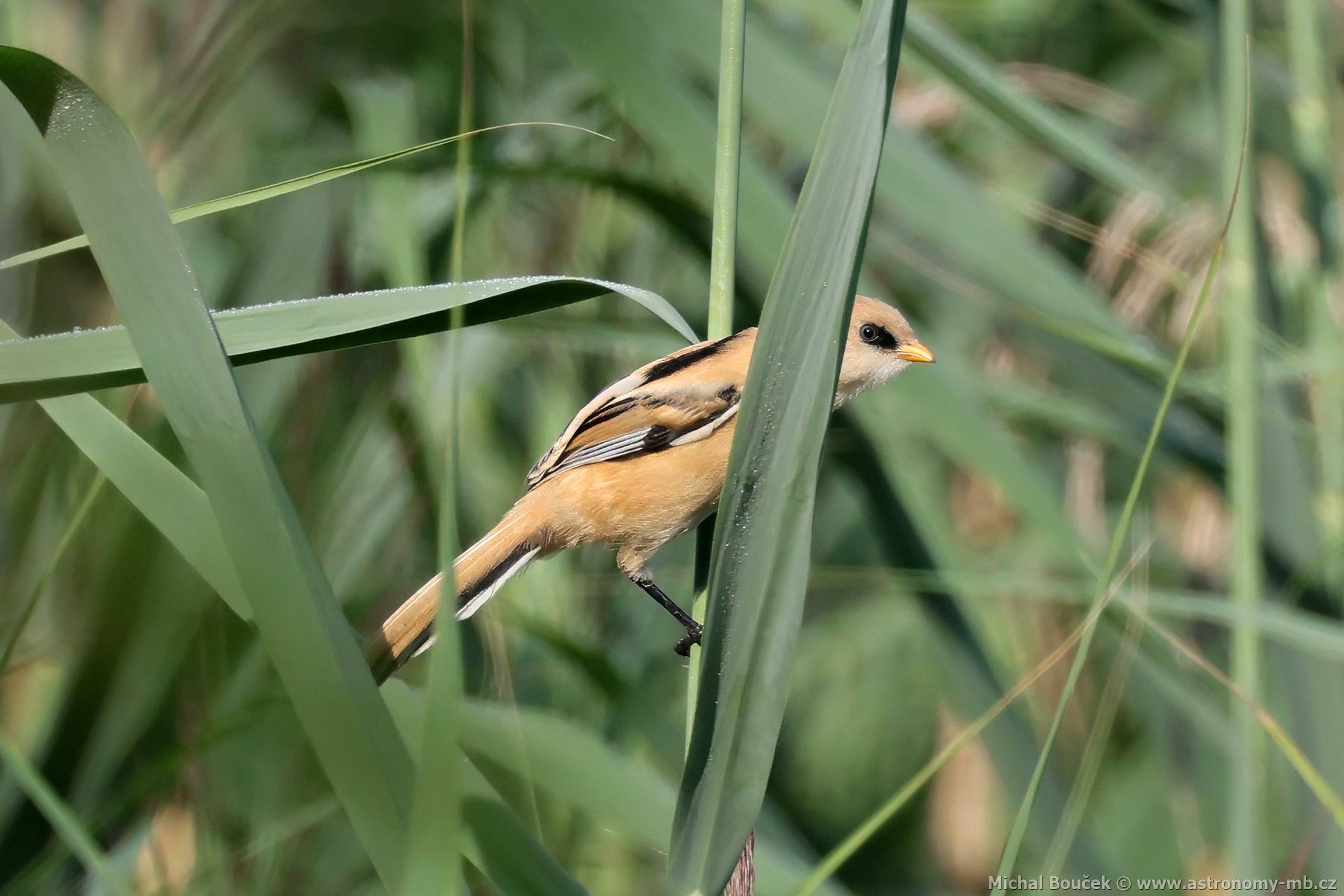 Sýkořice vousatá (Panurus biarmicus) Sýkořice vousatá (Panurus biarmicus)