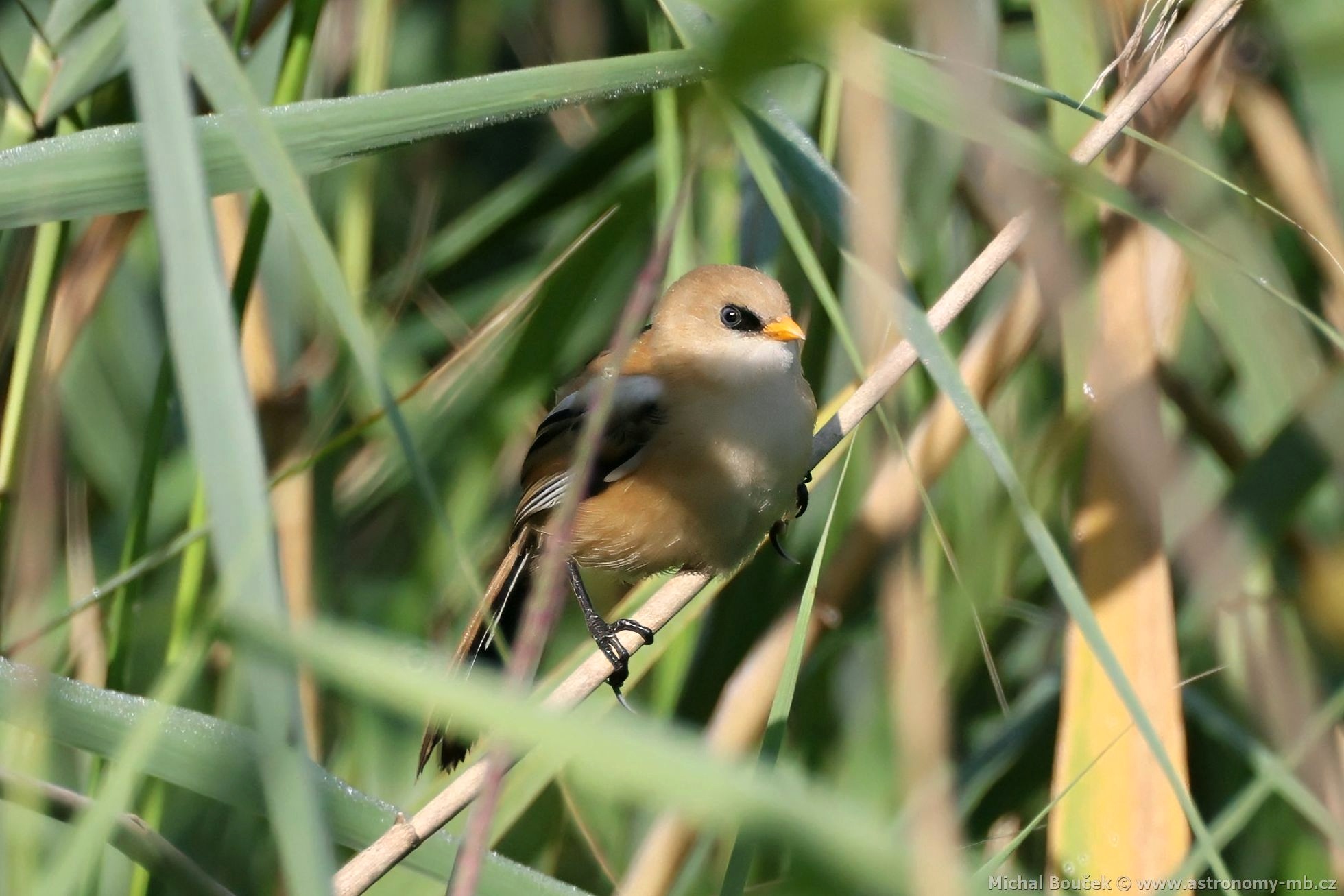 Sýkořice vousatá (Panurus biarmicus) Sýkořice vousatá (Panurus biarmicus)