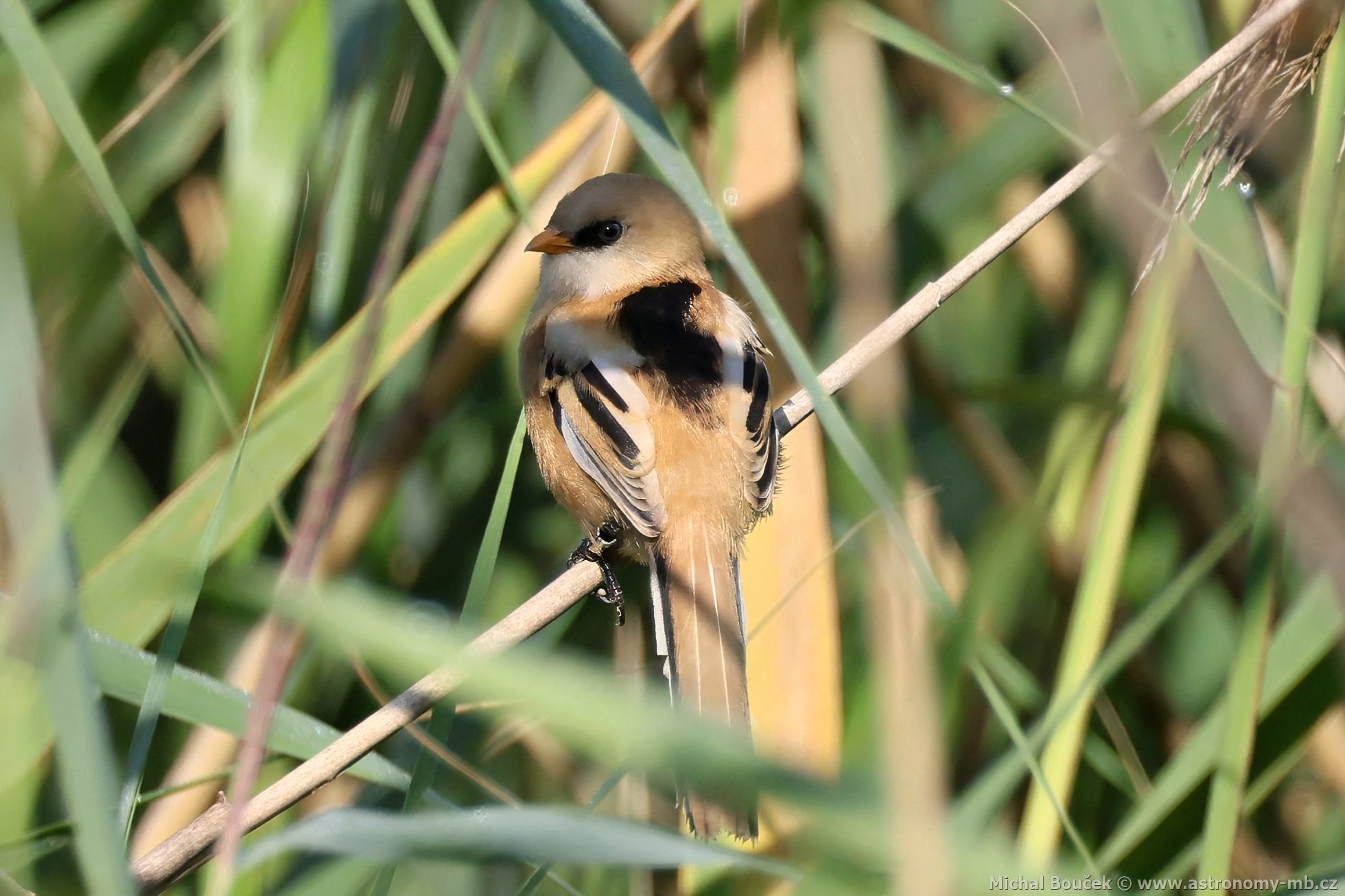 Sýkořice vousatá (Panurus biarmicus) Sýkořice vousatá (Panurus biarmicus)