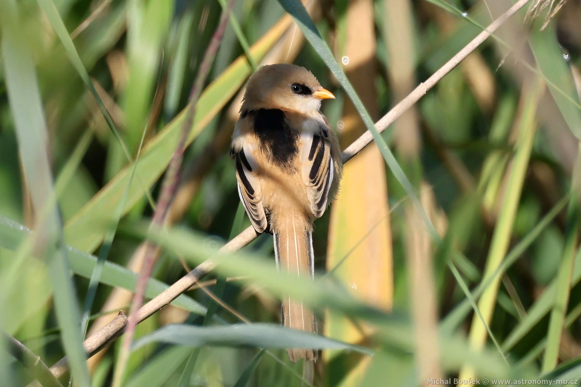 Sýkořice vousatá (Panurus biarmicus) Sýkořice vousatá (Panurus biarmicus)