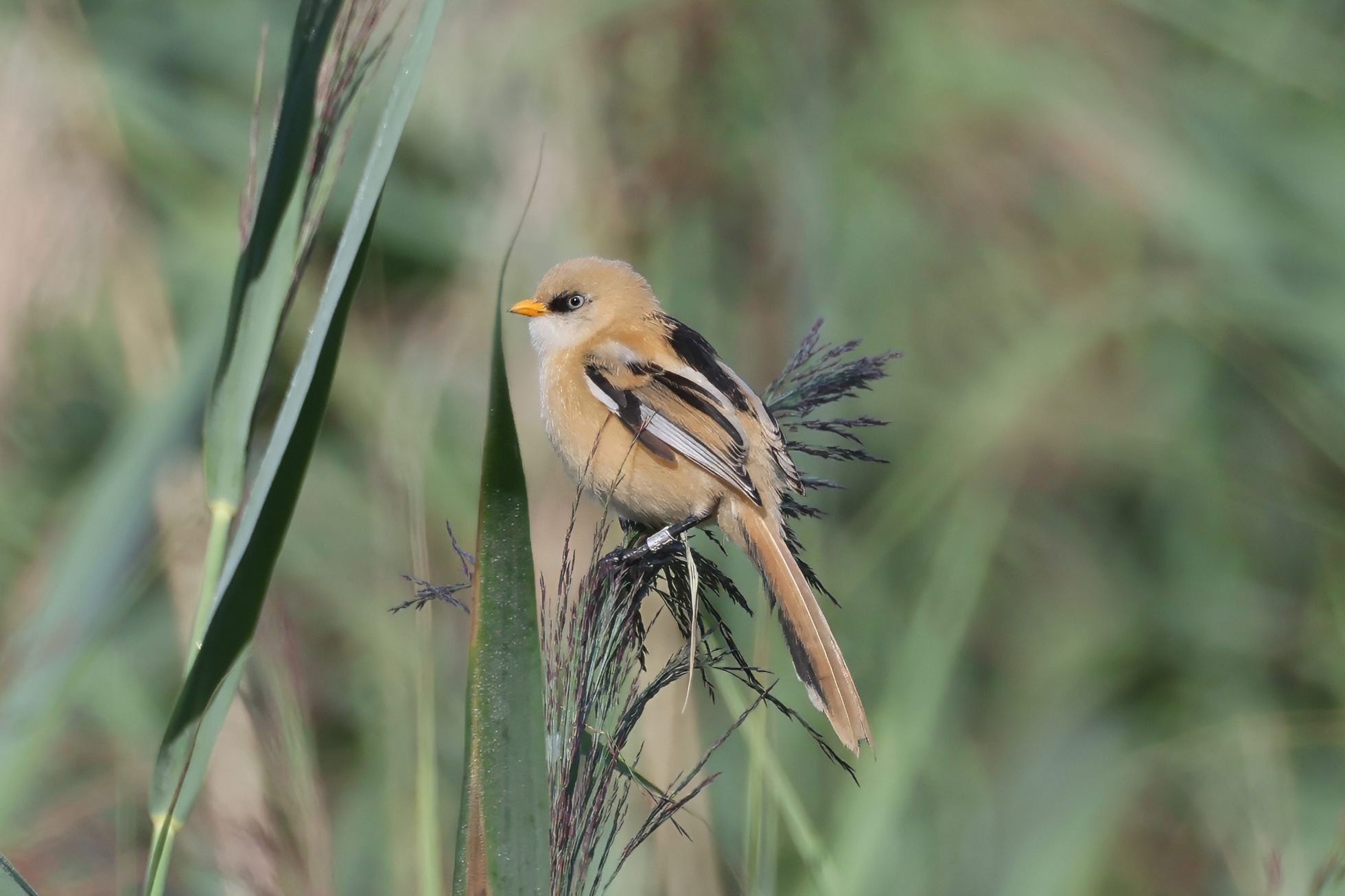 Sýkořice vousatá (Panurus biarmicus) Sýkořice vousatá (Panurus biarmicus)