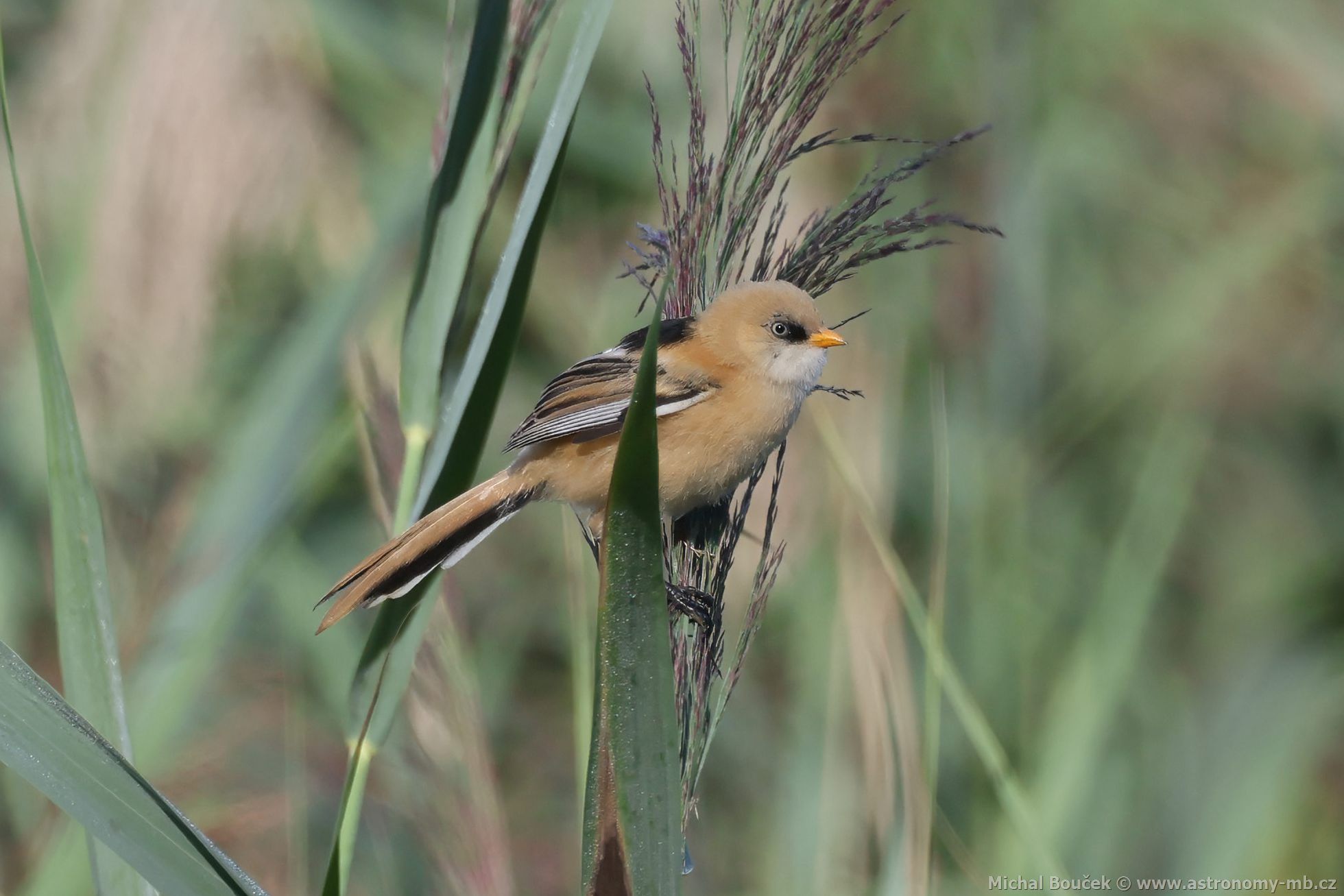 Sýkořice vousatá (Panurus biarmicus) Sýkořice vousatá (Panurus biarmicus)