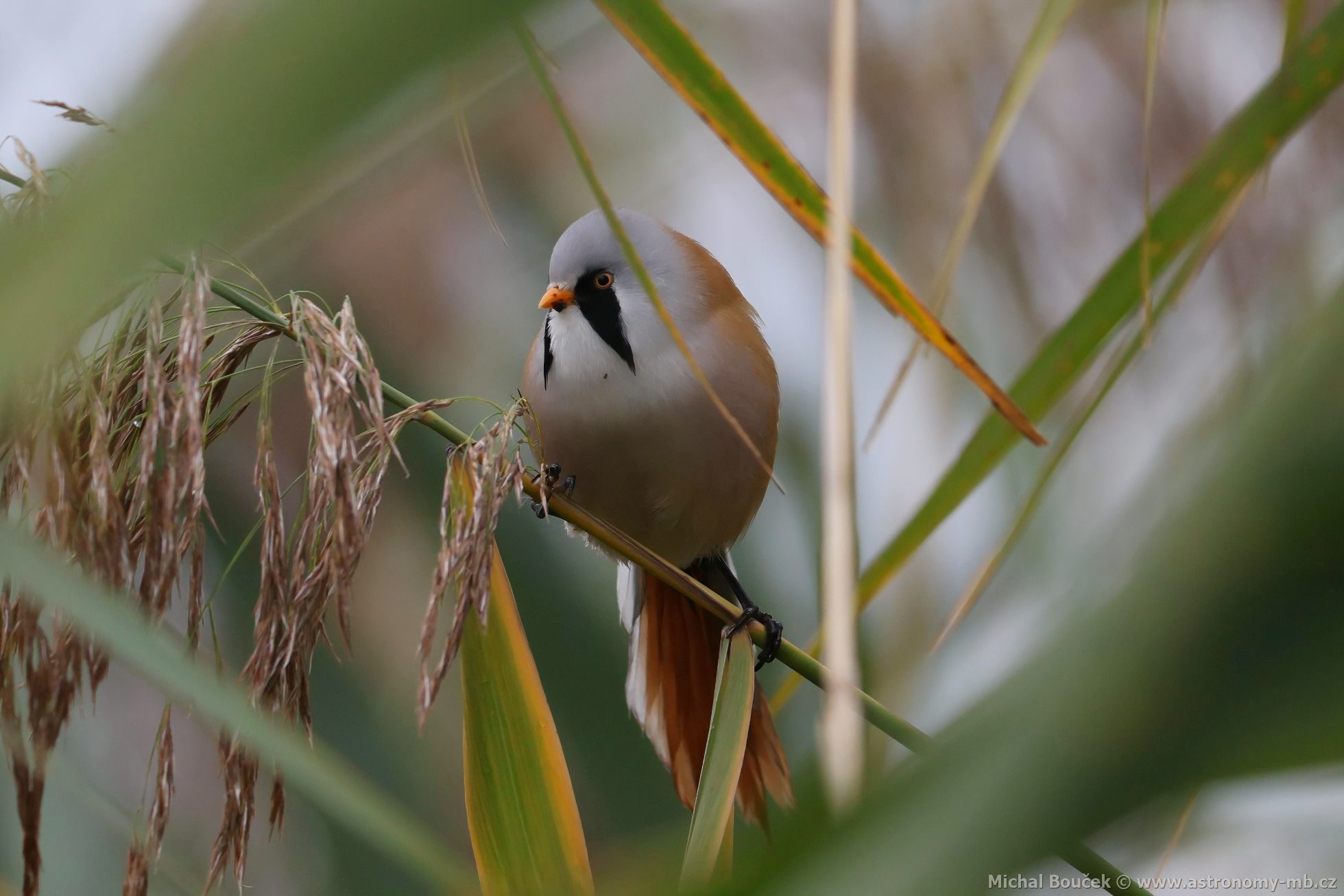 Sýkořice vousatá (Panurus biarmicus) Sýkořice vousatá (Panurus biarmicus)