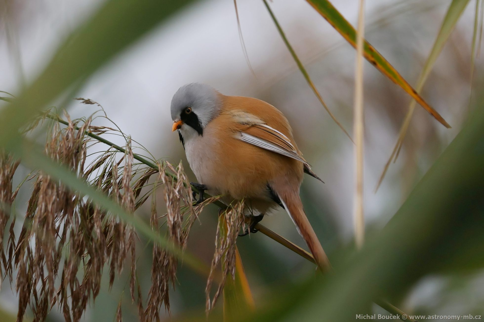 Sýkořice vousatá (Panurus biarmicus) Sýkořice vousatá (Panurus biarmicus)