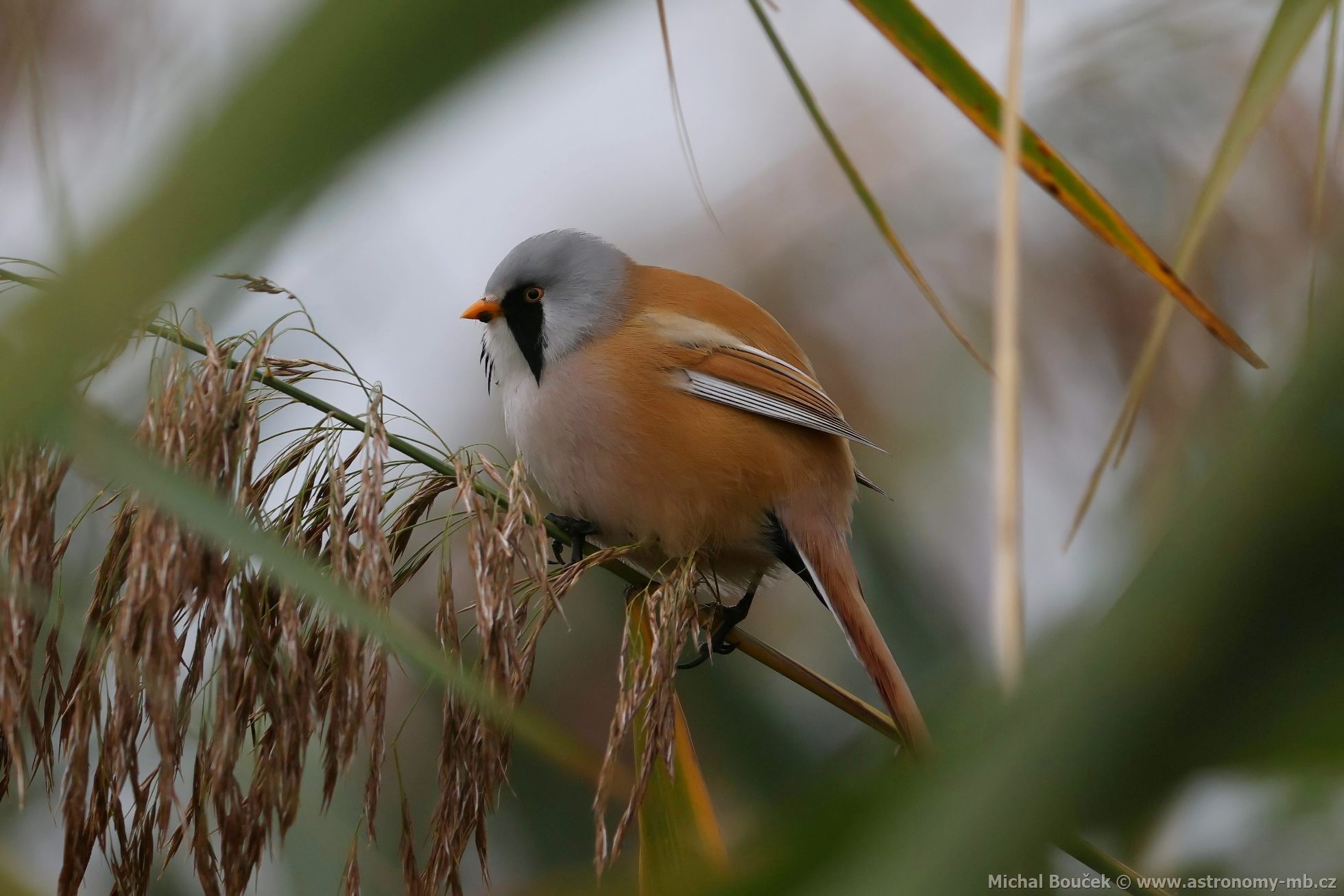 Sýkořice vousatá (Panurus biarmicus) Sýkořice vousatá (Panurus biarmicus)