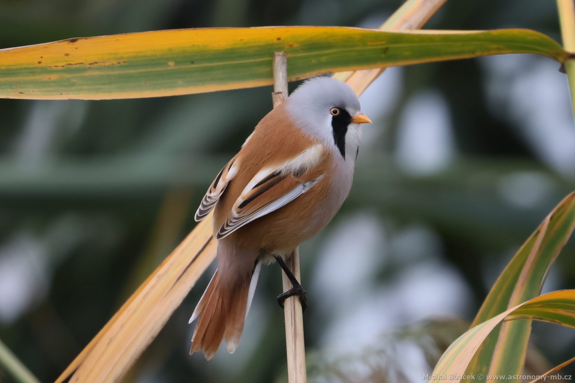 Sýkořice vousatá (Panurus biarmicus) Sýkořice vousatá (Panurus biarmicus)