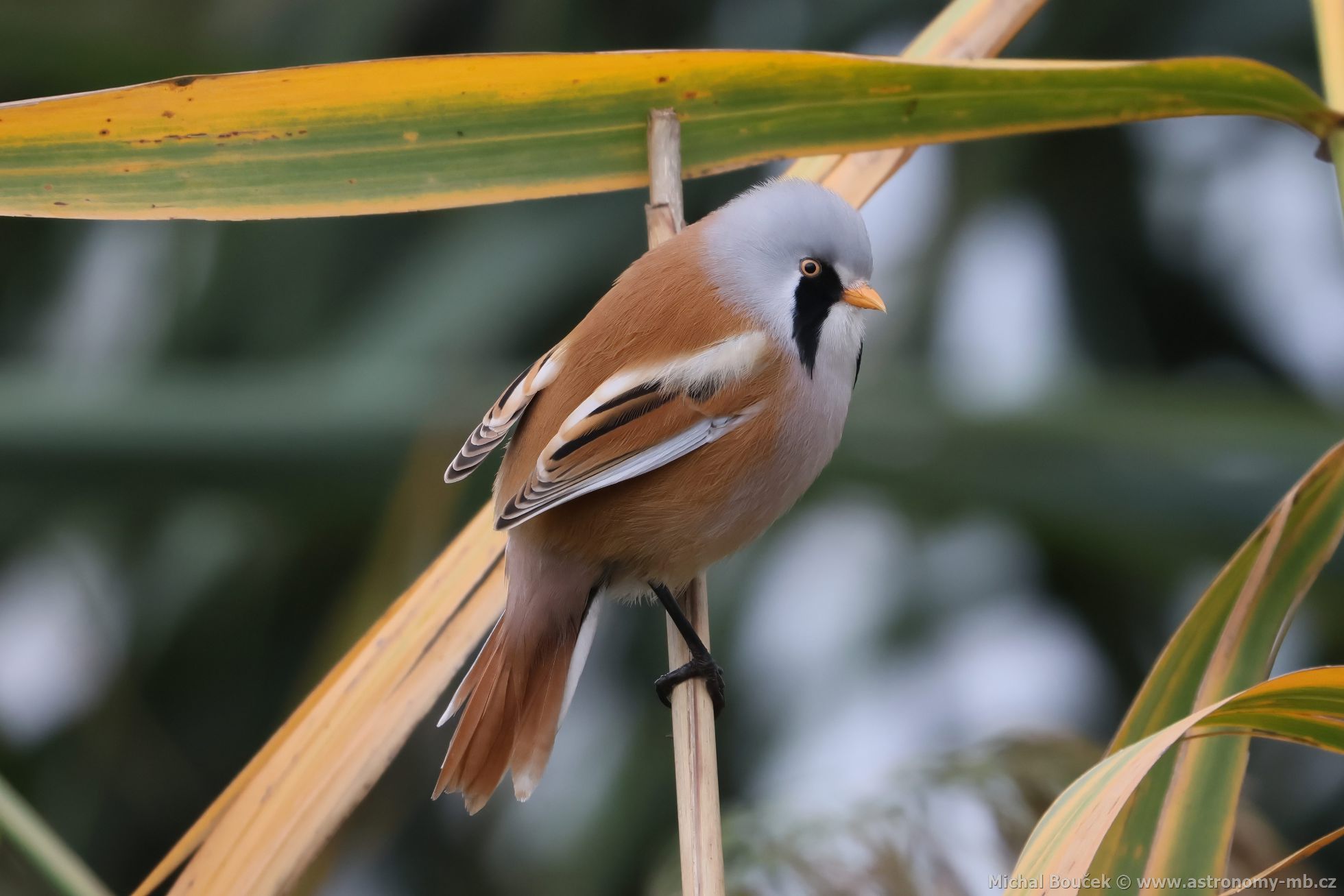 Sýkořice vousatá (Panurus biarmicus) Sýkořice vousatá (Panurus biarmicus)
