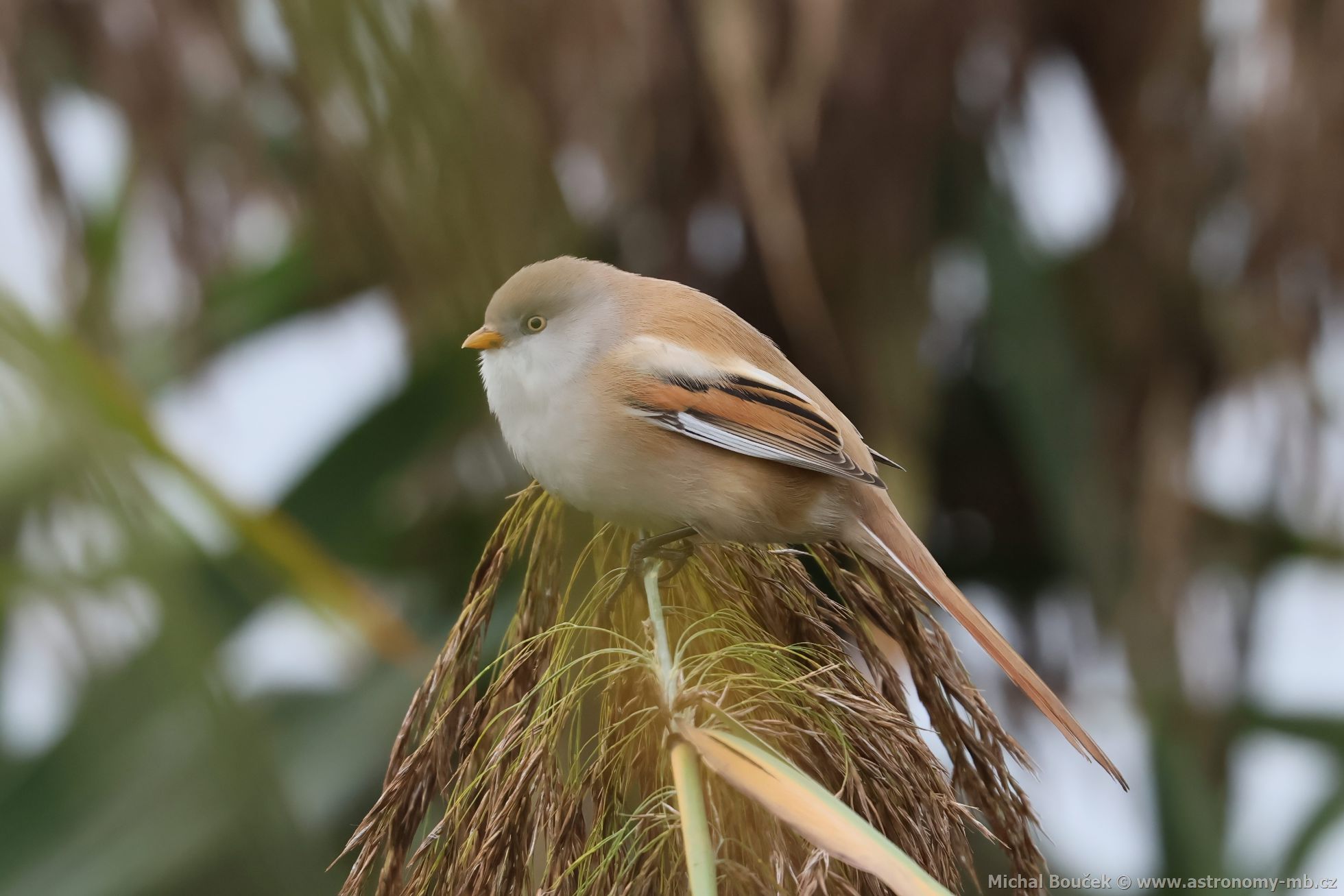 Sýkořice vousatá (Panurus biarmicus) Sýkořice vousatá (Panurus biarmicus)