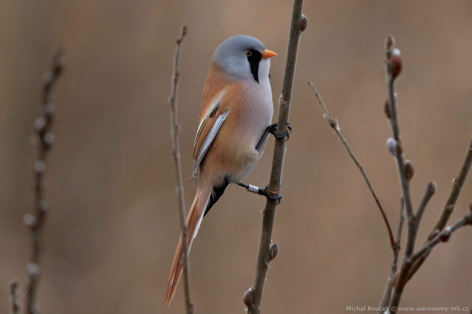 Sýkořice vousatá (Panurus biarmicus) Sýkořice vousatá (Panurus biarmicus)