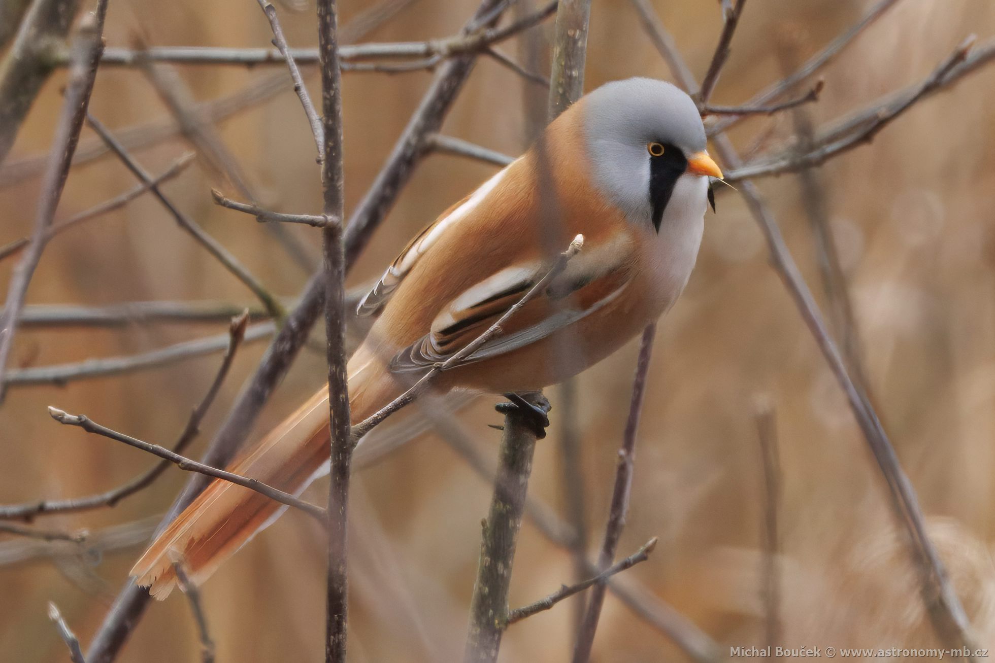 Sýkořice vousatá (Panurus biarmicus) Sýkořice vousatá (Panurus biarmicus)