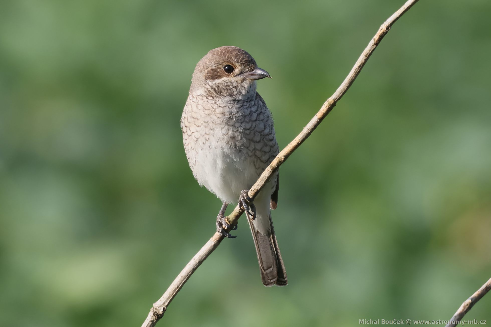 uhýk obecný (Lanius collurio)