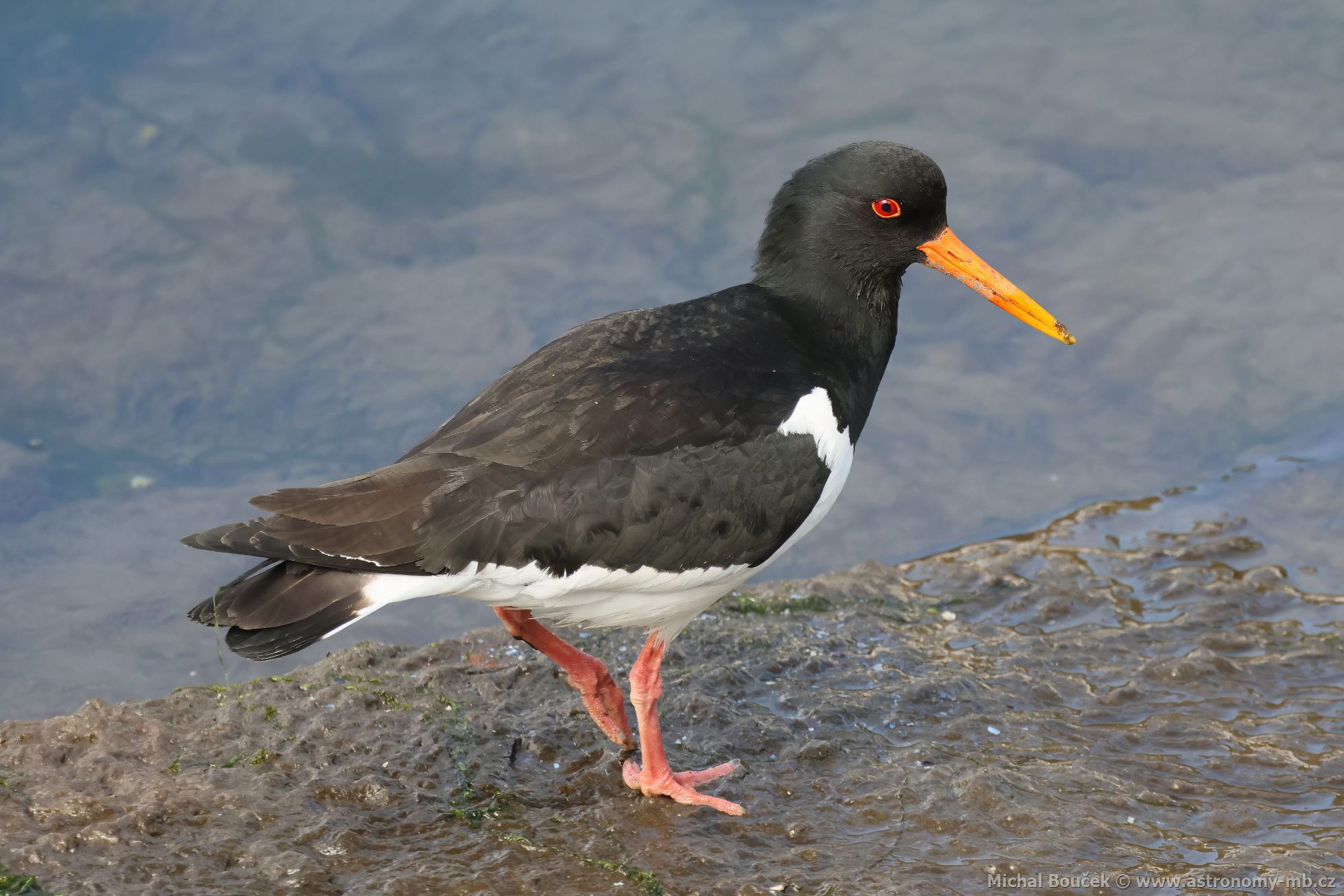 Ústiník velký (Haematopus ostralegus)