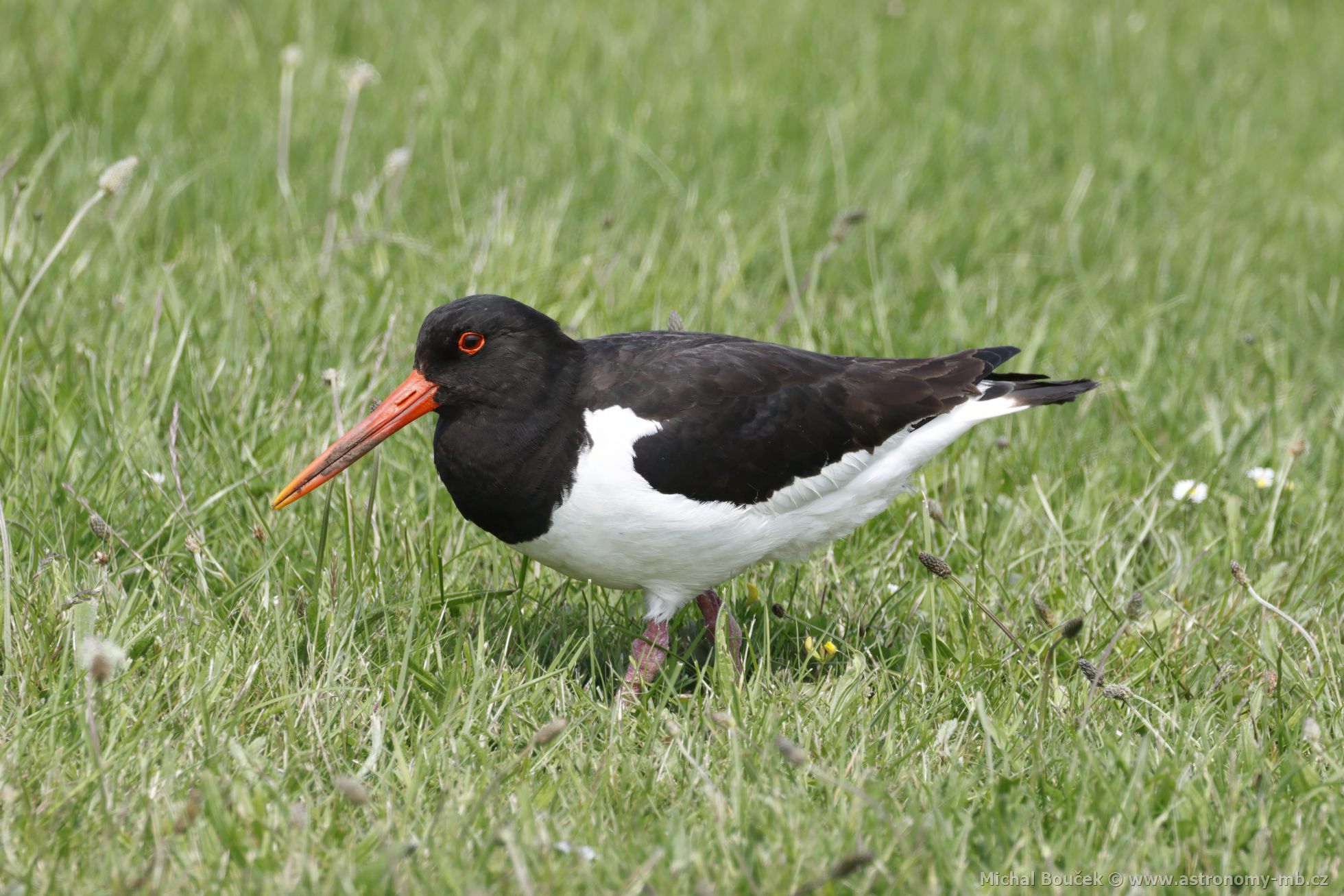 Ústřičník velký (Haematopus ostralegus) Ústřičník velký (Haematopus ostralegus)