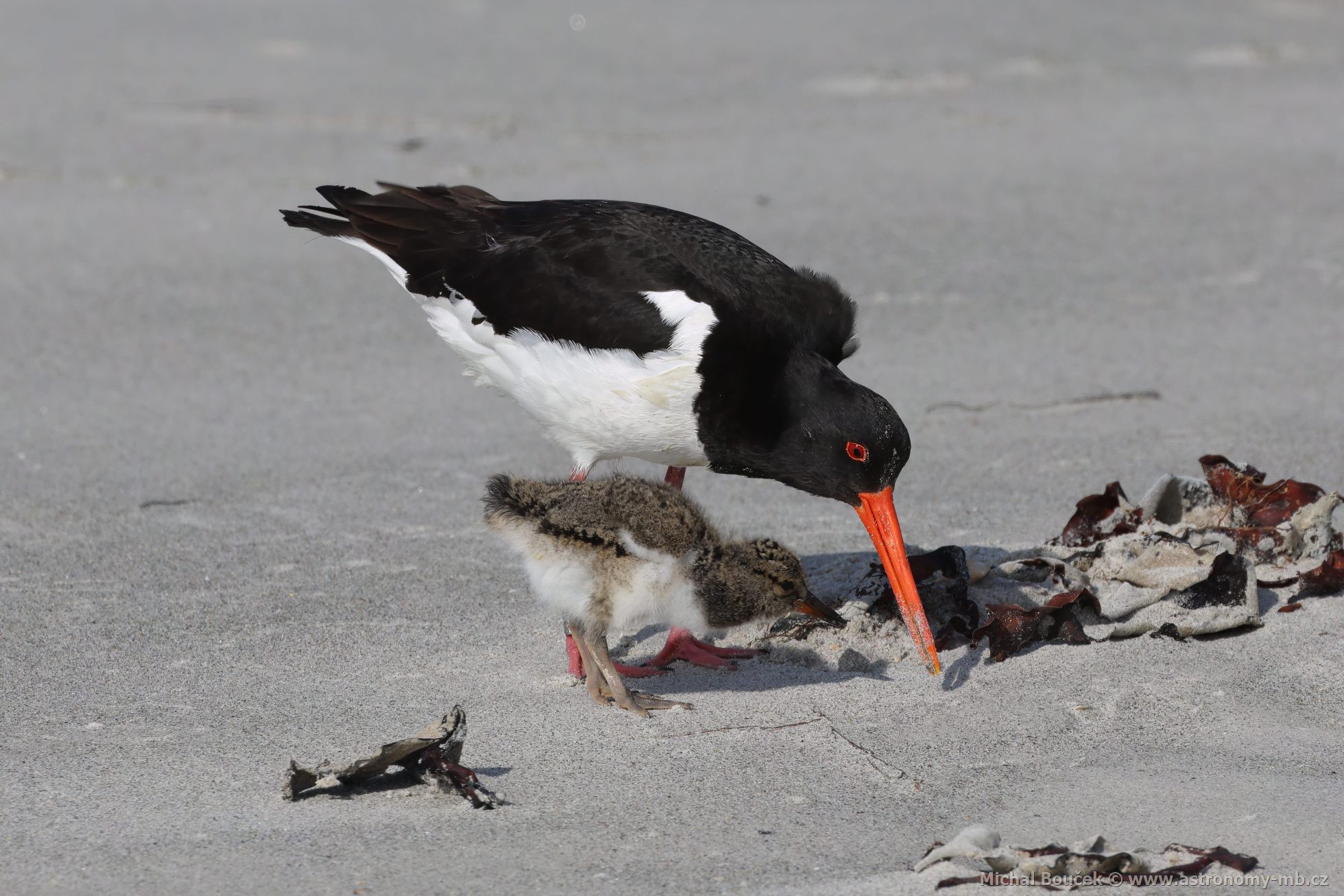 Ústřičník velký (Haematopus ostralegus) Ústřičník velký (Haematopus ostralegus)