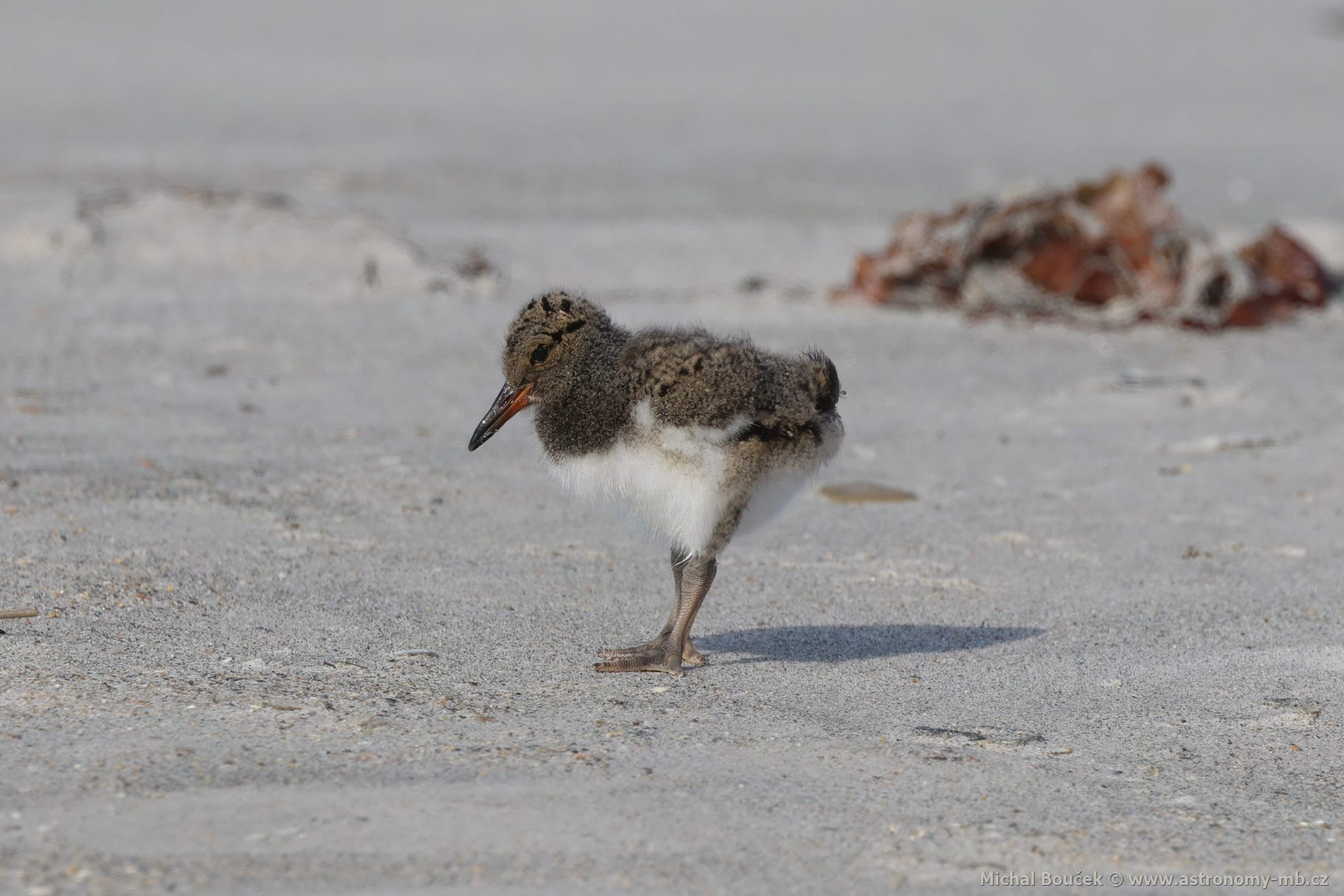 Ústřičník velký (Haematopus ostralegus) Ústřičník velký (Haematopus ostralegus)