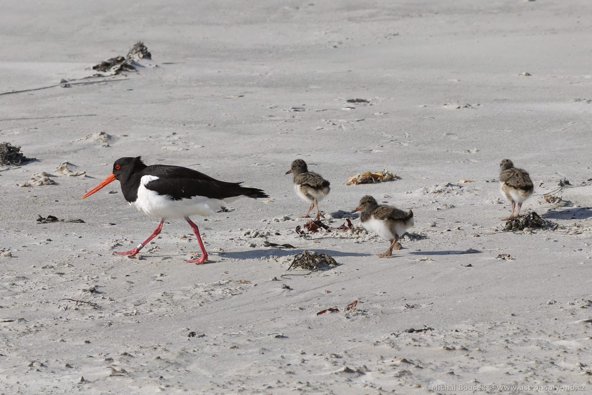 Ústřičník velký (Haematopus ostralegus) Ústřičník velký (Haematopus ostralegus)