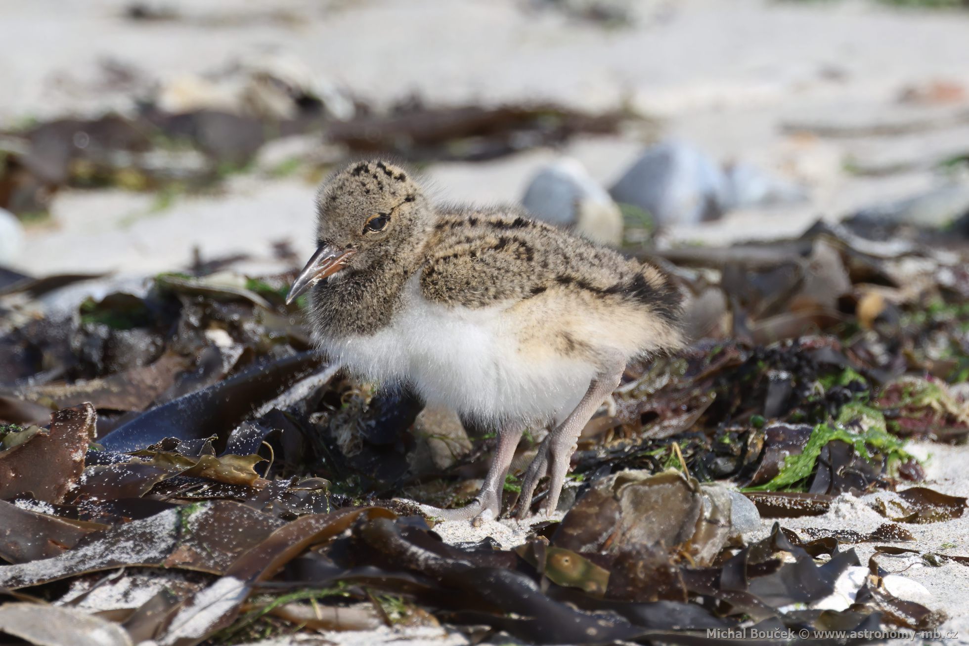 Ústřičník velký (Haematopus ostralegus) Ústřičník velký (Haematopus ostralegus)