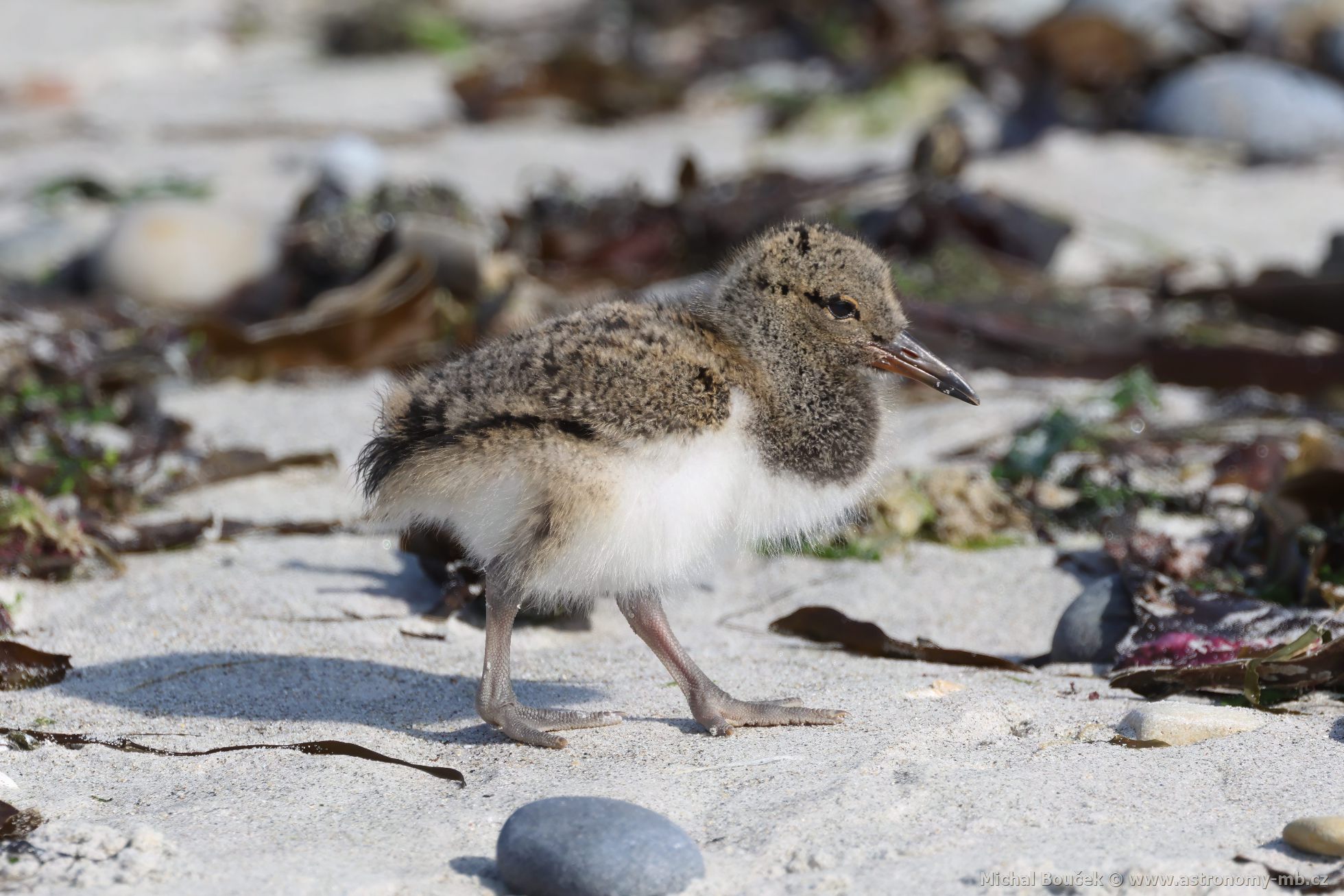 Ústřičník velký (Haematopus ostralegus) Ústřičník velký (Haematopus ostralegus)