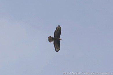 V�elojed lesn&iacute; (Pernis apivorus)