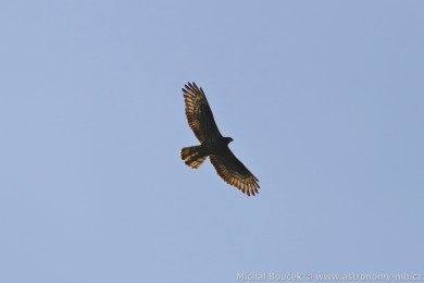V�elojed lesn&iacute; (Pernis apivorus)