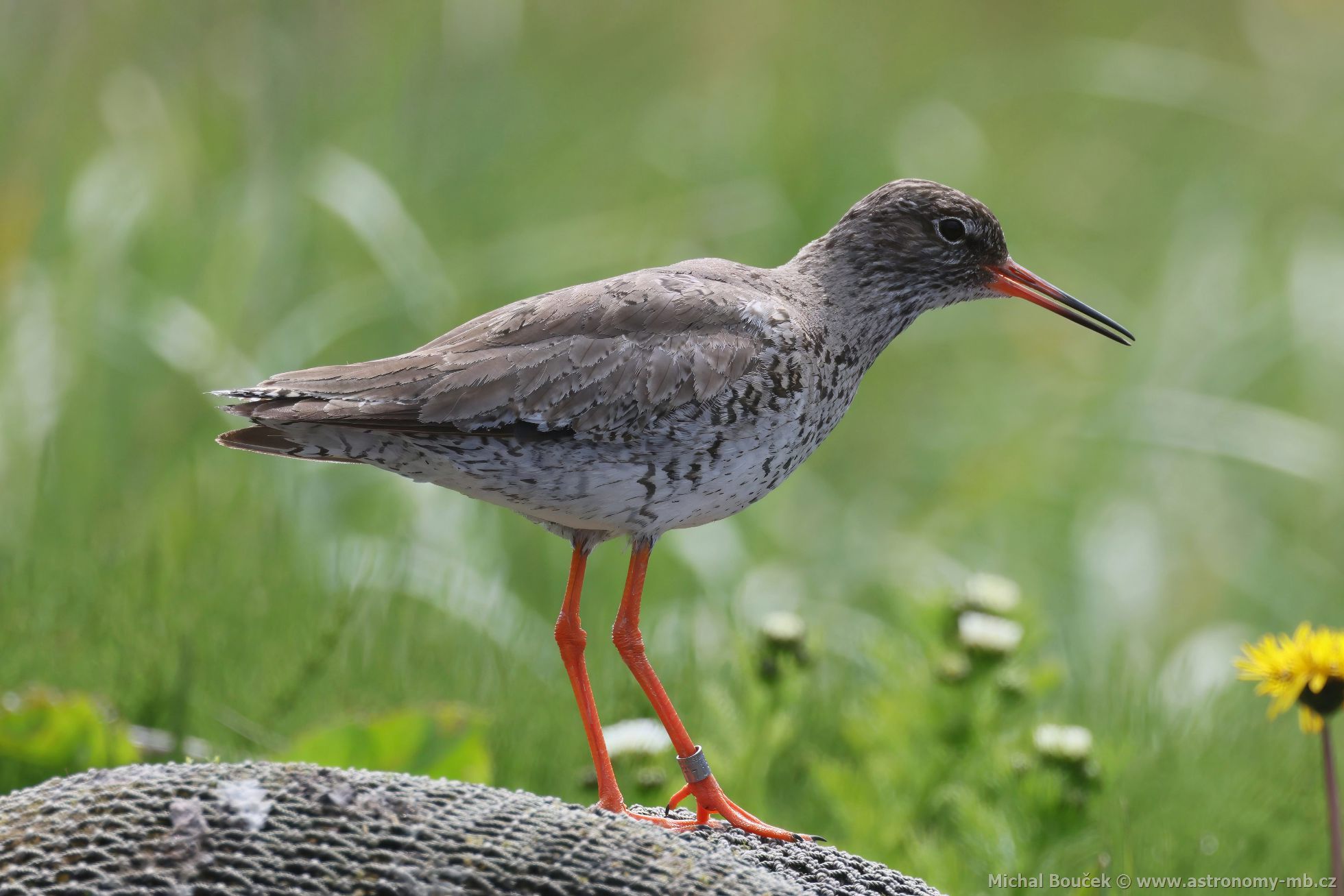 Vodouš rudonohý (Tringa totanus) Vodouš rudonohý (Tringa totanus)