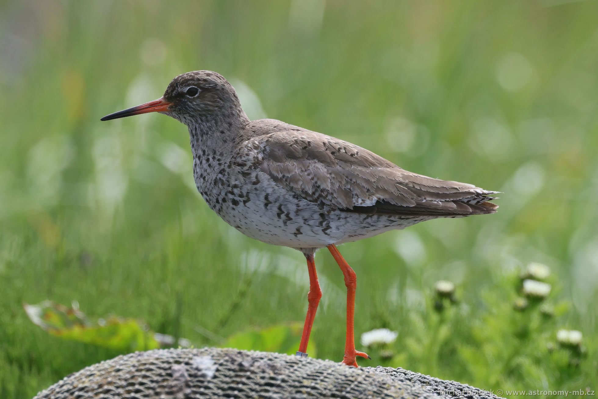 Vodouš rudonohý (Tringa totanus) Vodouš rudonohý (Tringa totanus)
