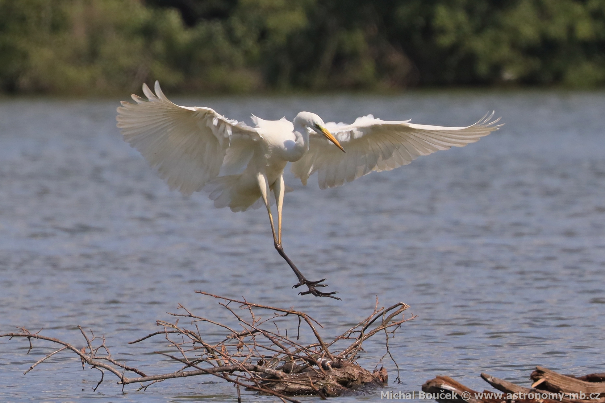 Volavka bílá (Egretta alba) Volavka bílá (Egretta alba)