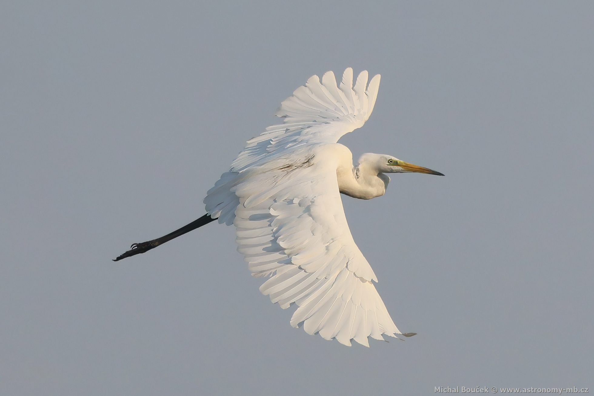 Volavka bílá (Egretta alba) Volavka bílá (Egretta alba)