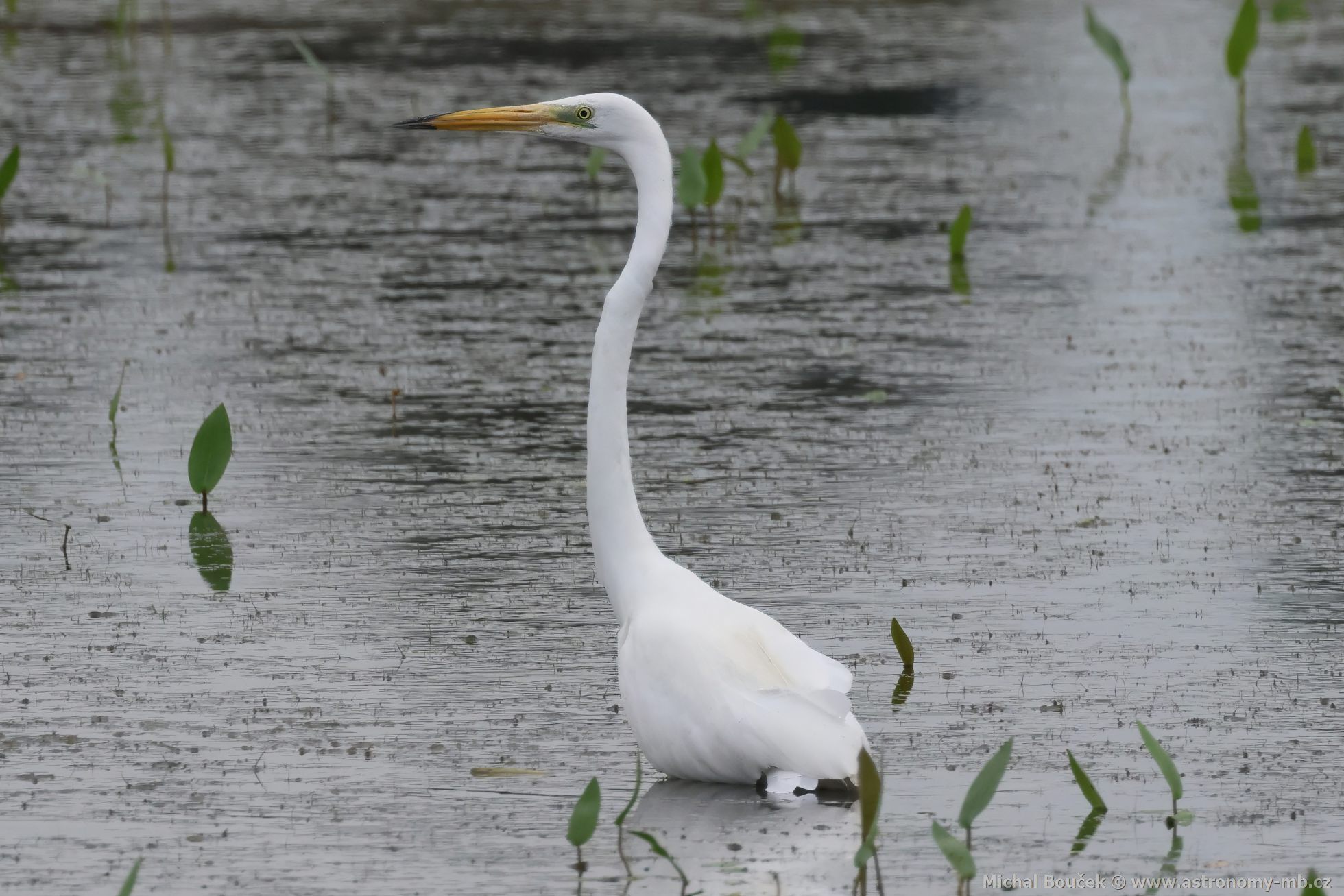 Volavka bílá (Egretta alba) Volavka bílá (Egretta alba)