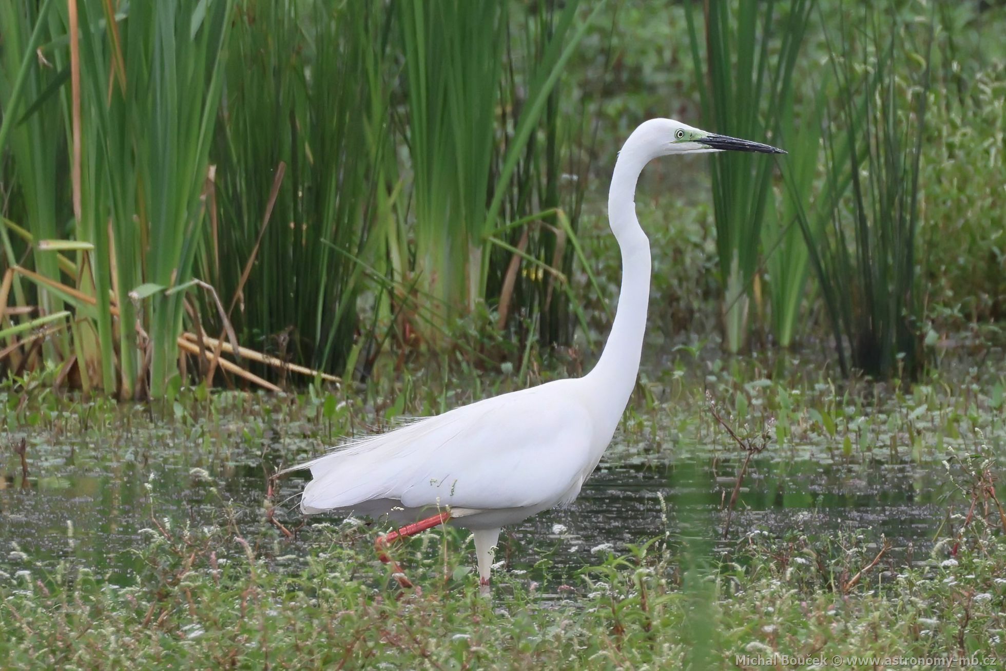 Volavka bílá (Egretta alba) Volavka bílá (Egretta alba)